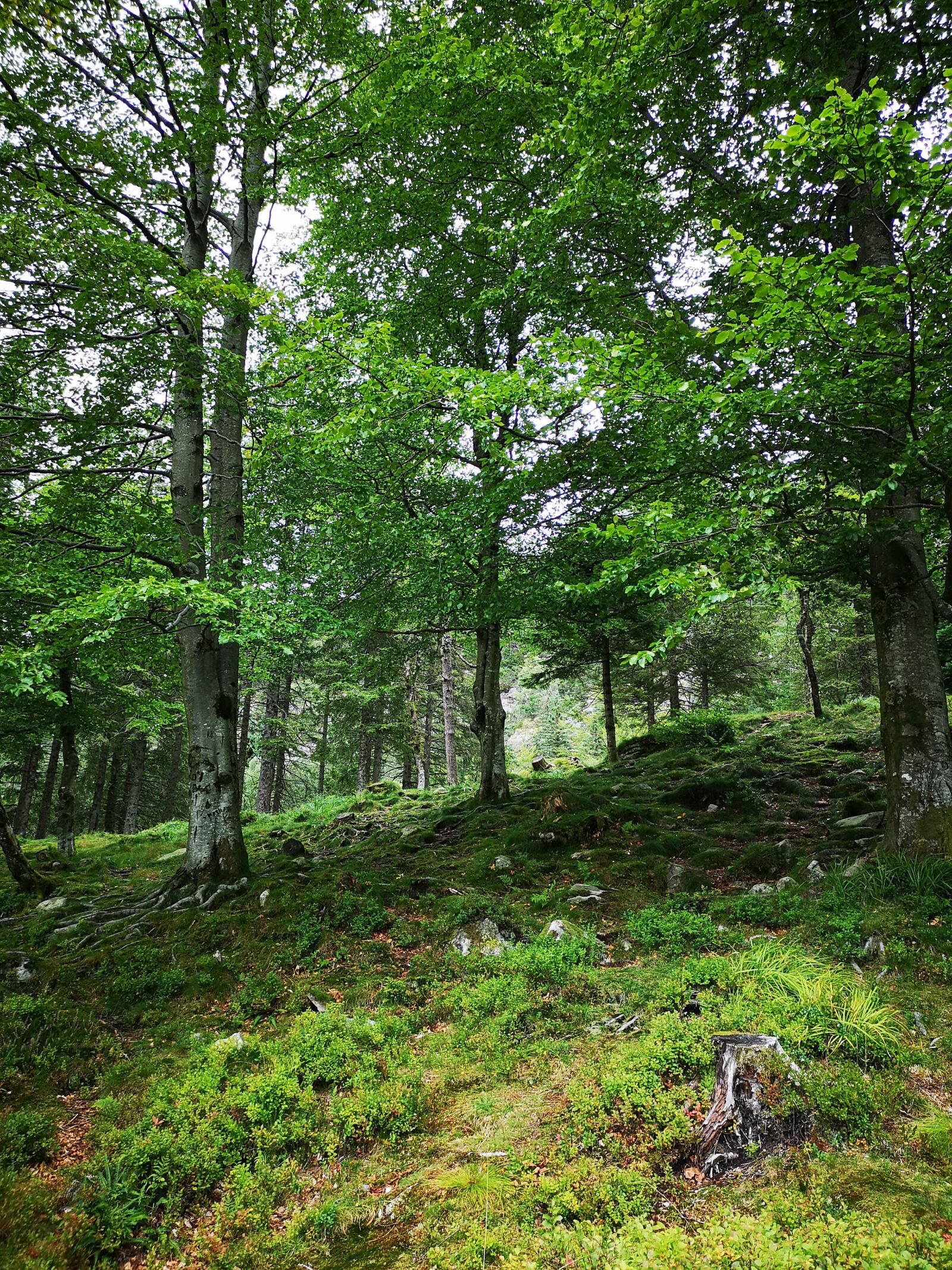 HUAWEI CLT-L29 sample photo. Forest, nordic, nature photography