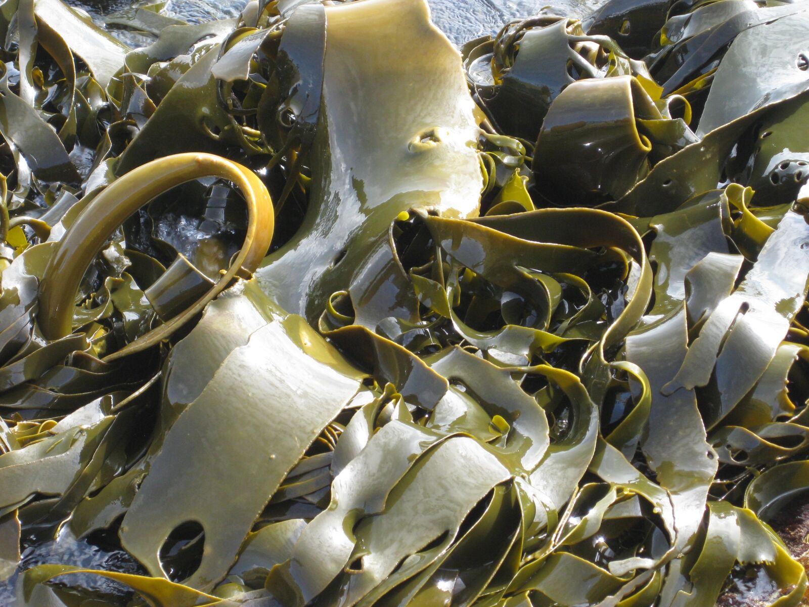 Canon PowerShot SD1100 IS (Digital IXUS 80 IS / IXY Digital 20 IS) sample photo. Kelp, seaweed, nature photography
