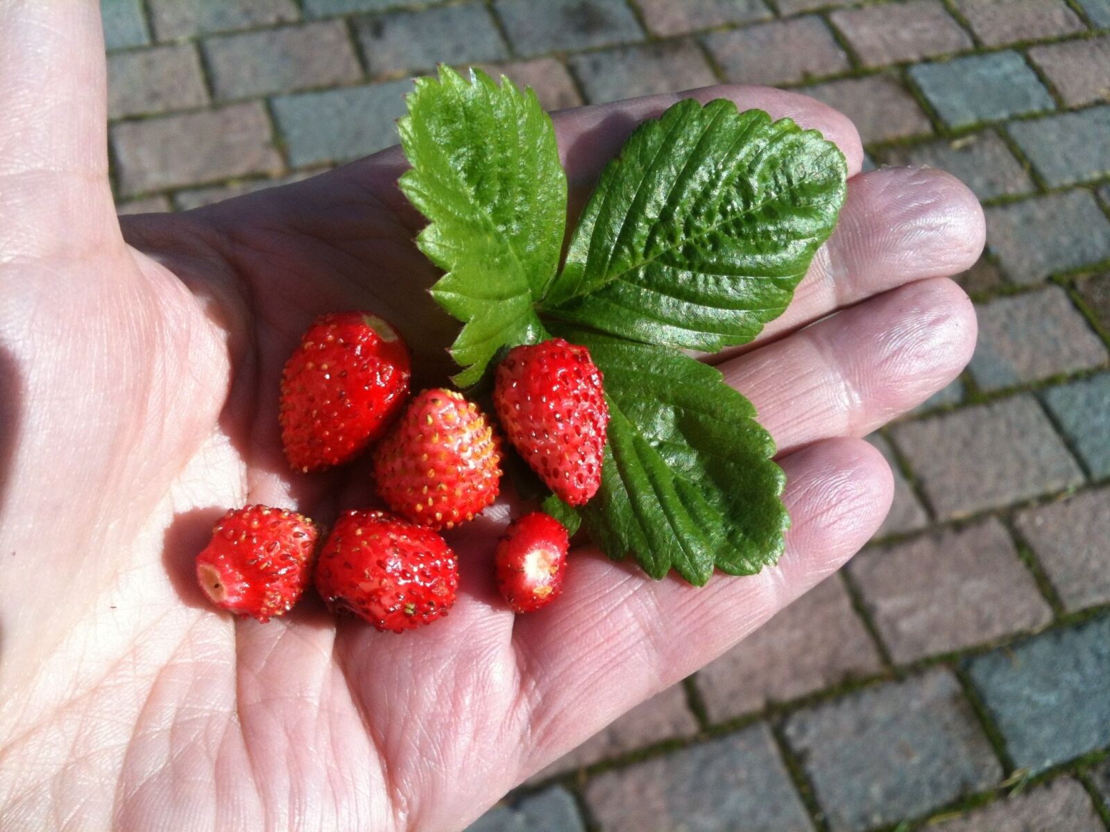Apple iPhone 3GS sample photo. Wild strawberry, hand, summer photography