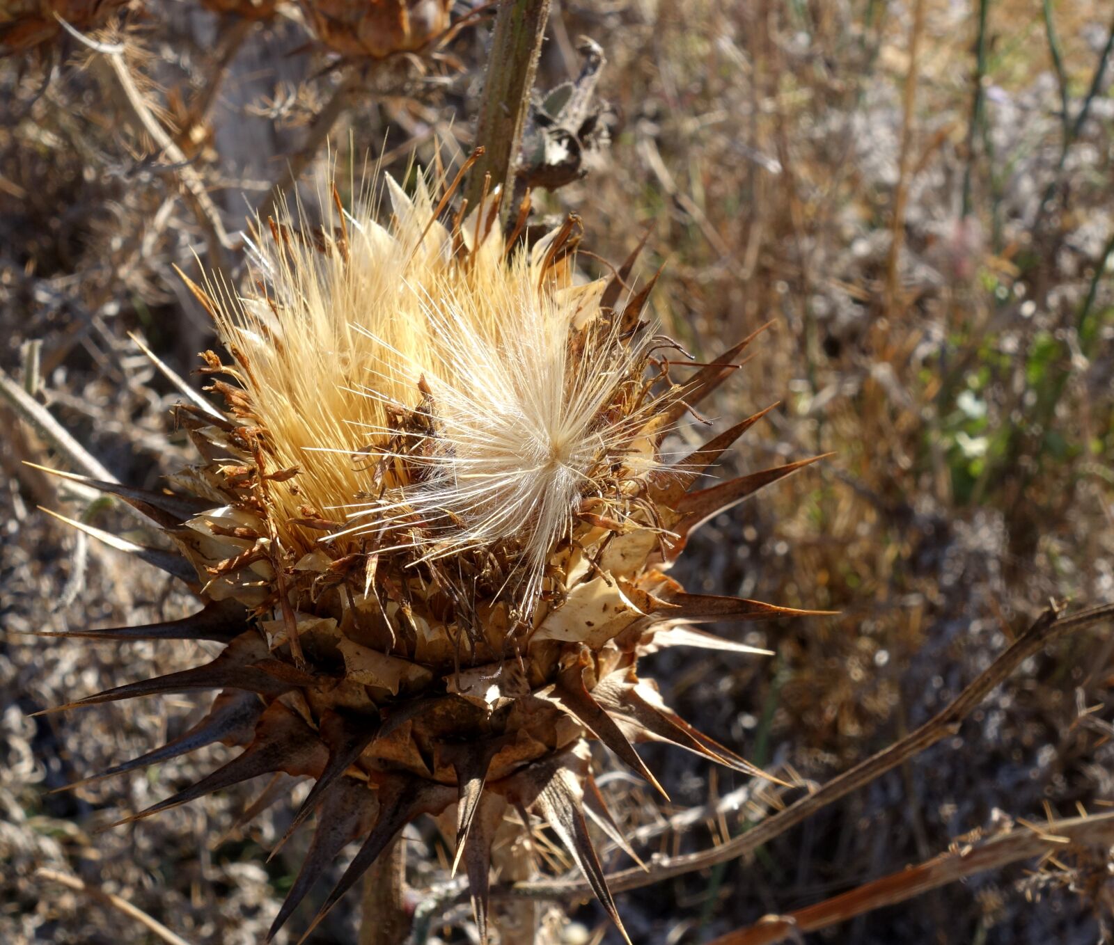 Sony Cyber-shot DSC-RX100 II sample photo. Thistle, seeds, faded photography