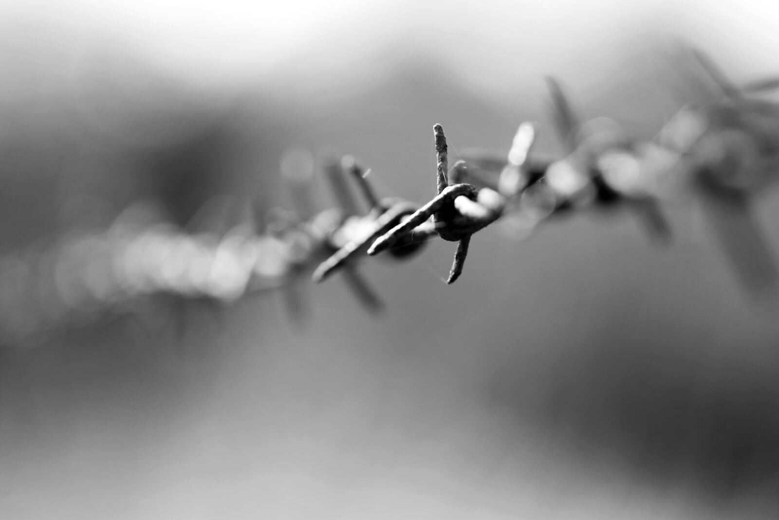 Canon EOS 80D sample photo. Barbed wire, metal, fe photography