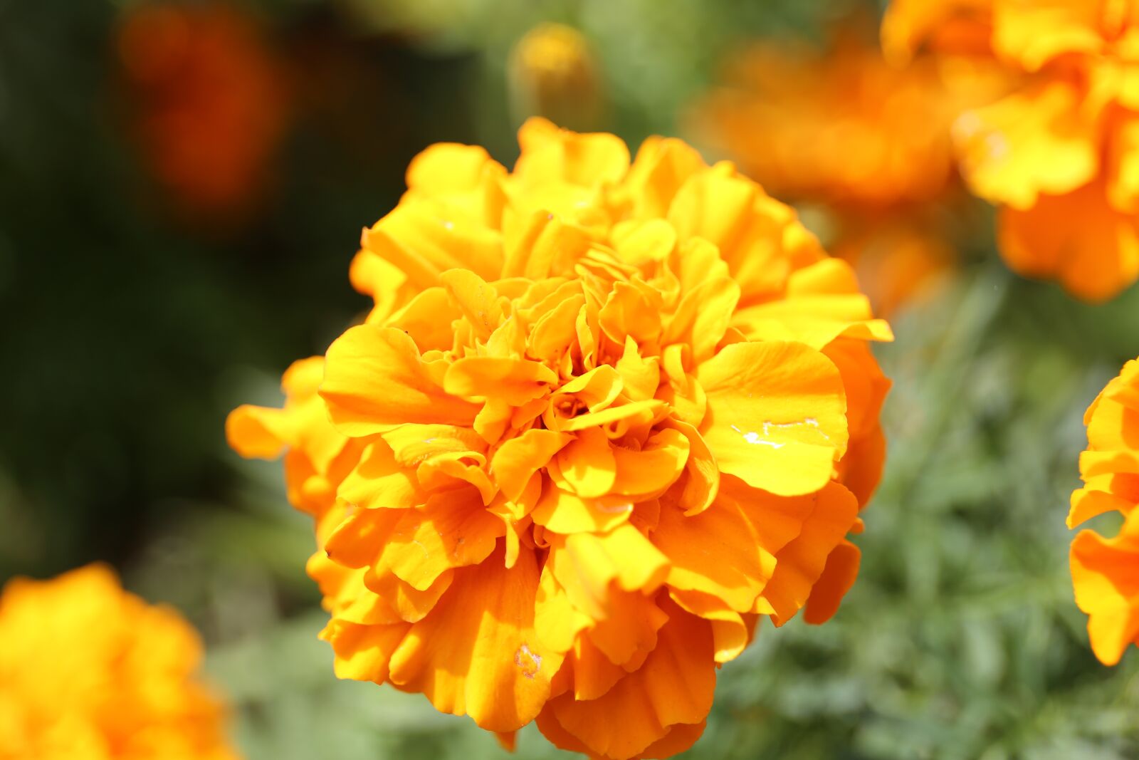 Canon EF 24-70mm F4L IS USM sample photo. Flower, plant, nature photography