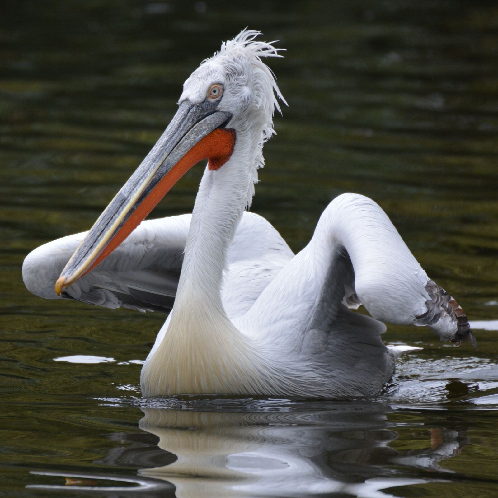 Nikon D5200 sample photo. Pelican, bird, beak photography