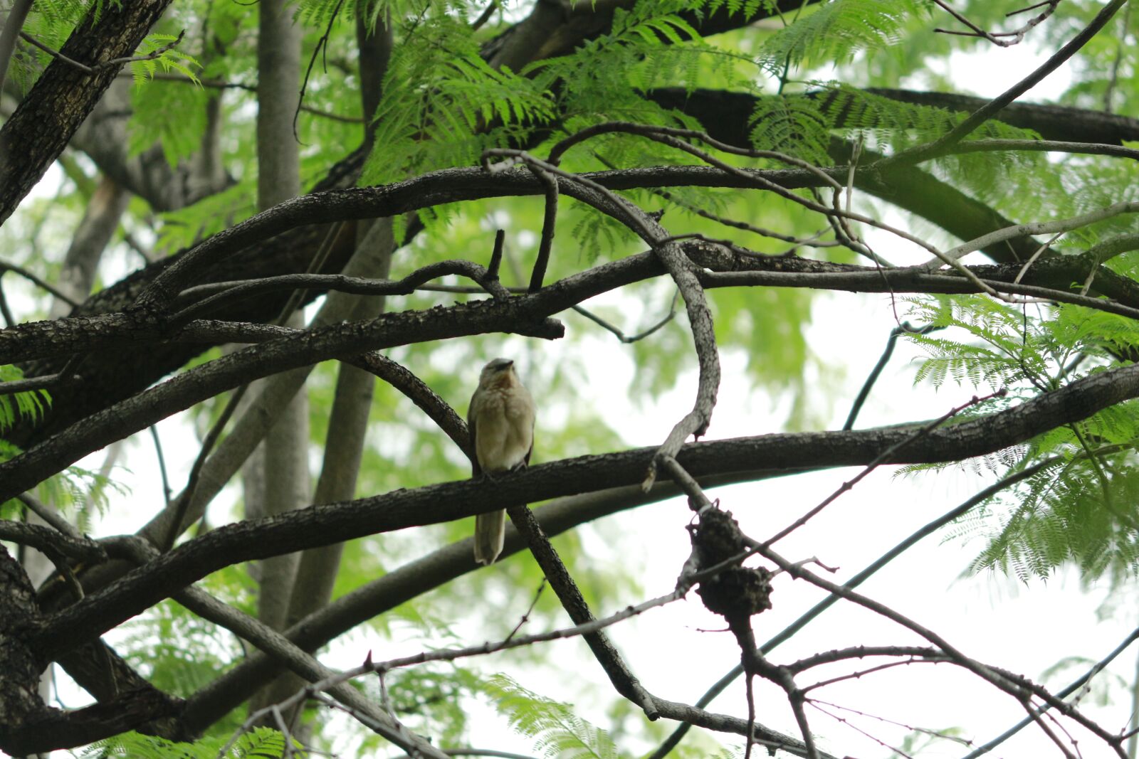 Canon EOS 700D (EOS Rebel T5i / EOS Kiss X7i) sample photo. Mating, birds, r photography