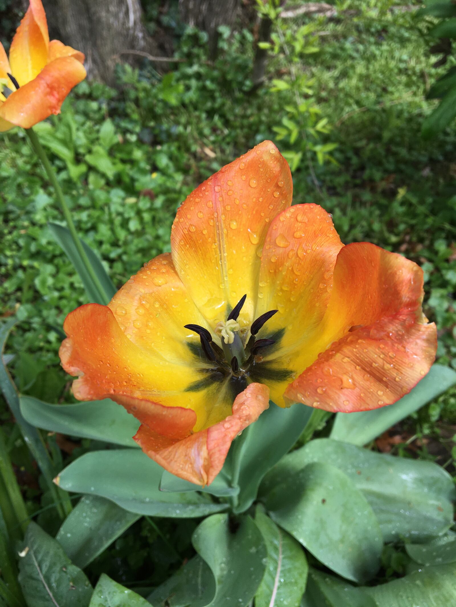 Apple iPhone 6s sample photo. Sunny, orange, tulip photography