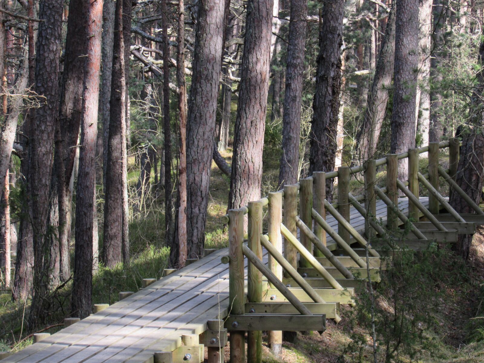 Canon PowerShot SX530 HS sample photo. Naturepark, latvia, pinetrees photography