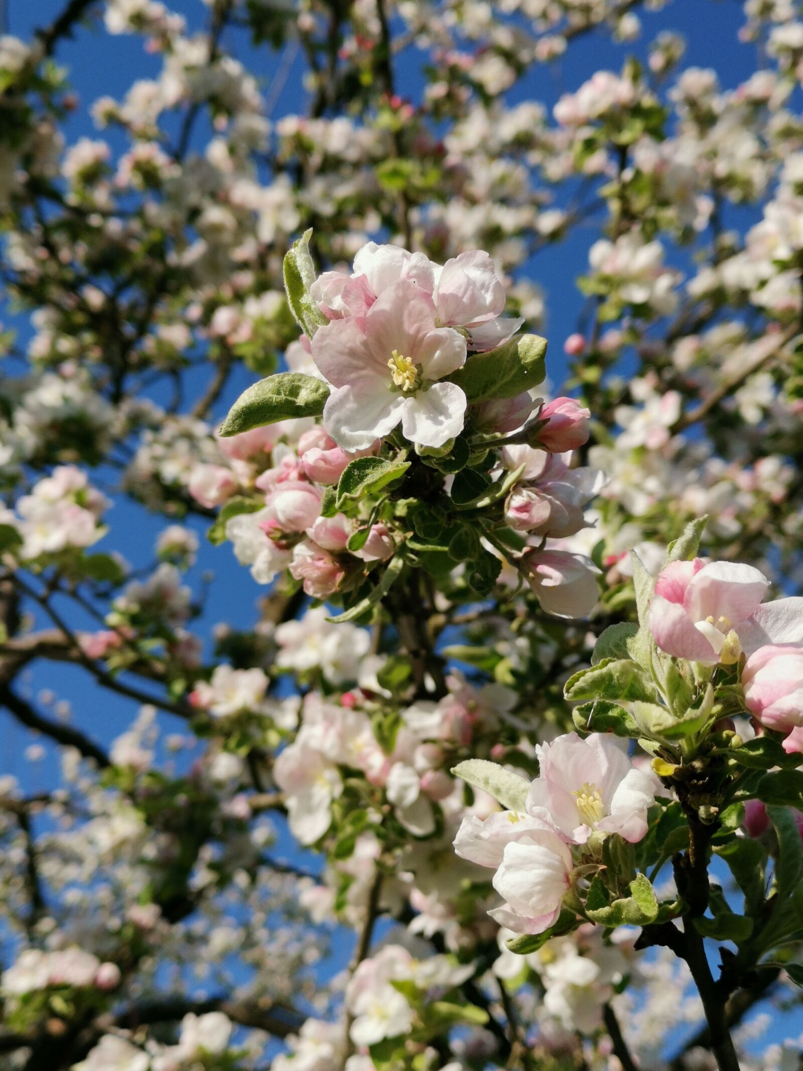 HUAWEI Mate 20 Pro sample photo. Apple, apple tree, blossom photography