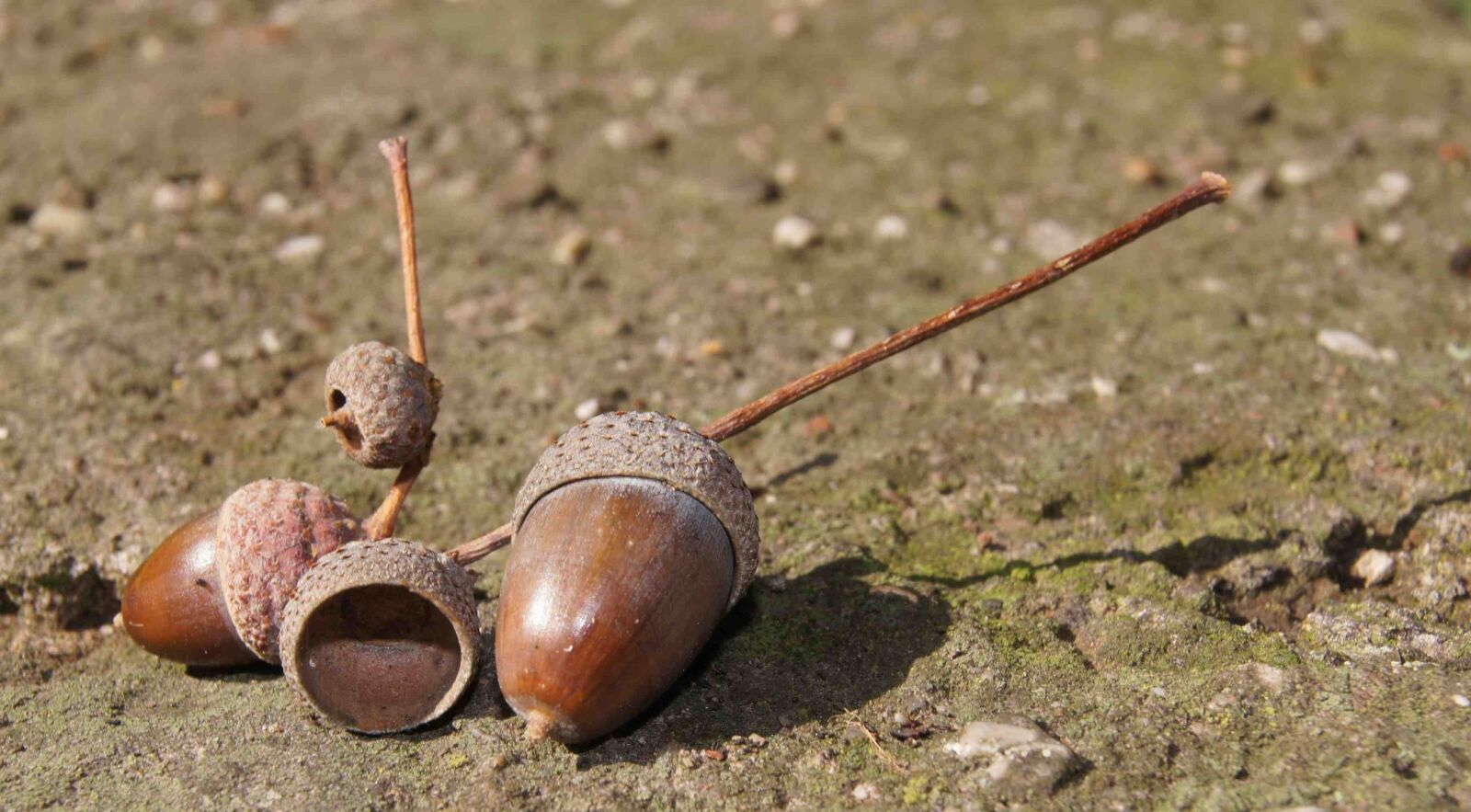 Sony SLT-A55 (SLT-A55V) sample photo. Acorns, ground, nature photography