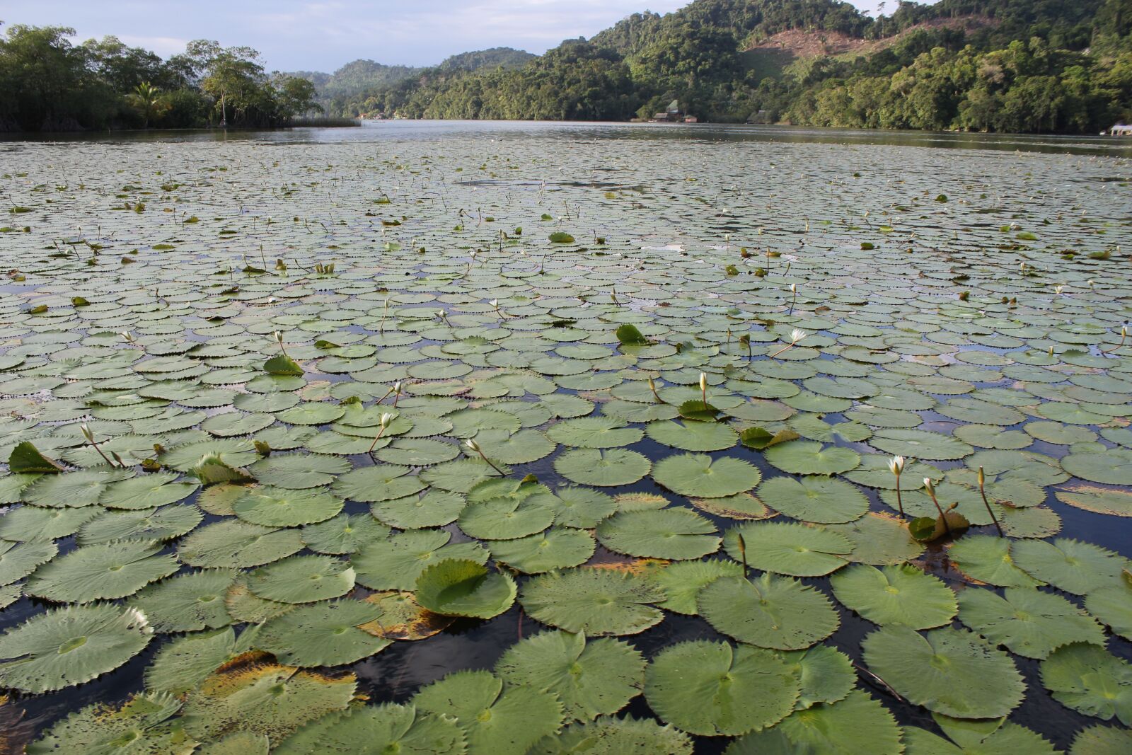 Canon EOS 550D (EOS Rebel T2i / EOS Kiss X4) sample photo. Water, river, nature photography