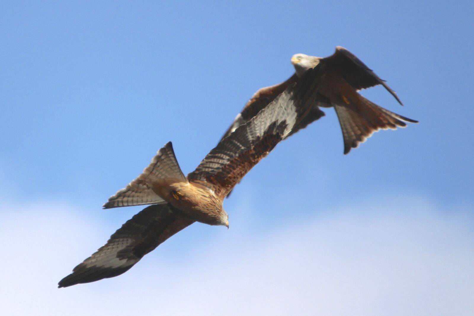Canon EOS 650D (EOS Rebel T4i / EOS Kiss X6i) sample photo. Kites, flight, wings photography