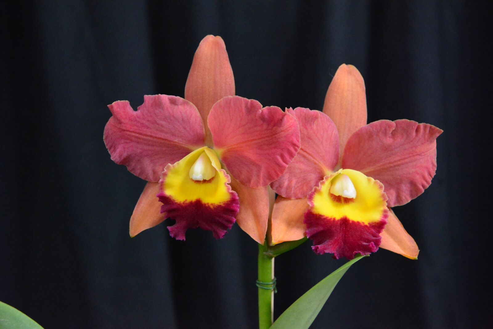 Nikon D7100 sample photo. Flowers, orchid, flower photography