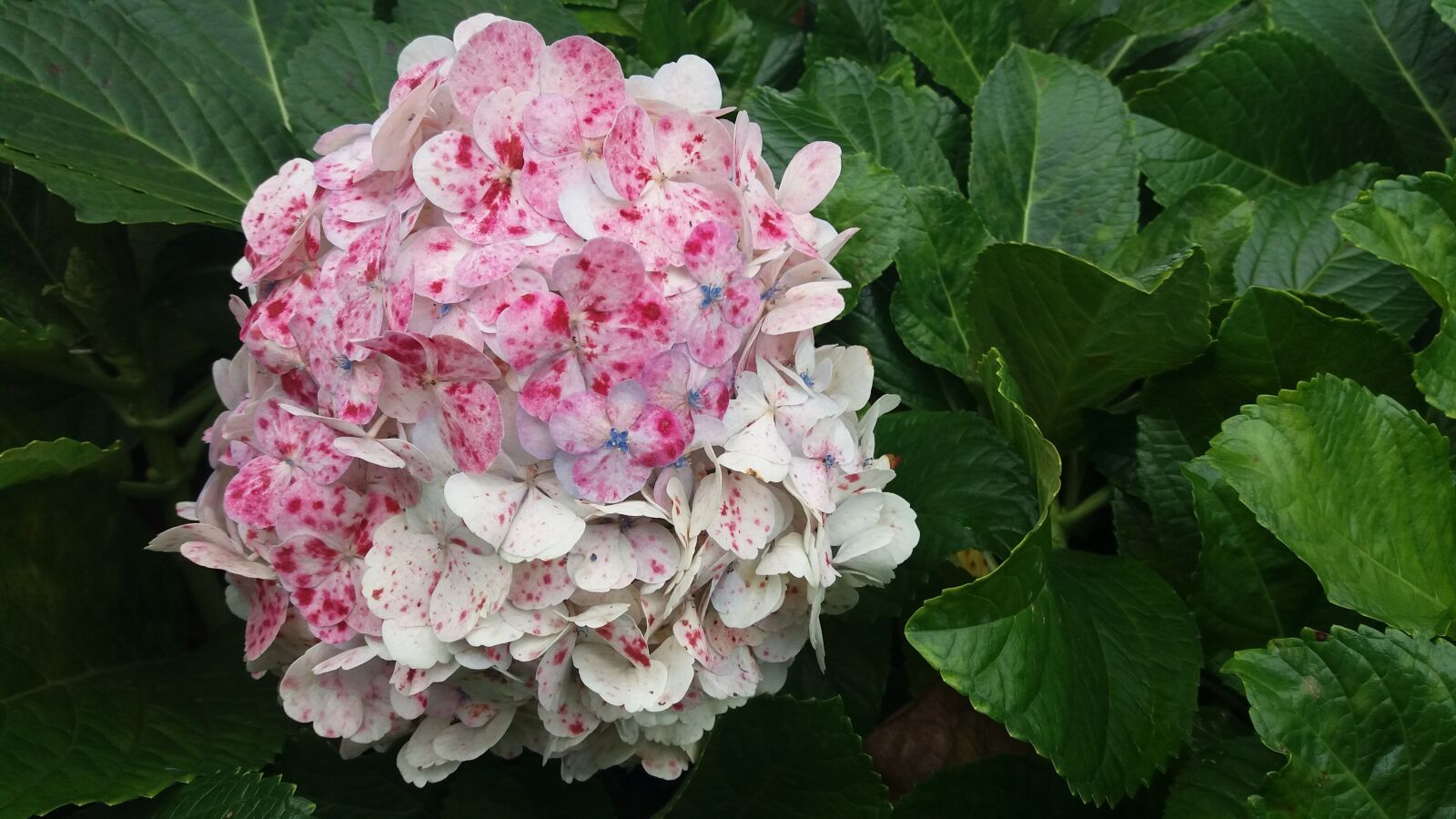 Samsung Galaxy J5 sample photo. Flowers, spring, garden photography