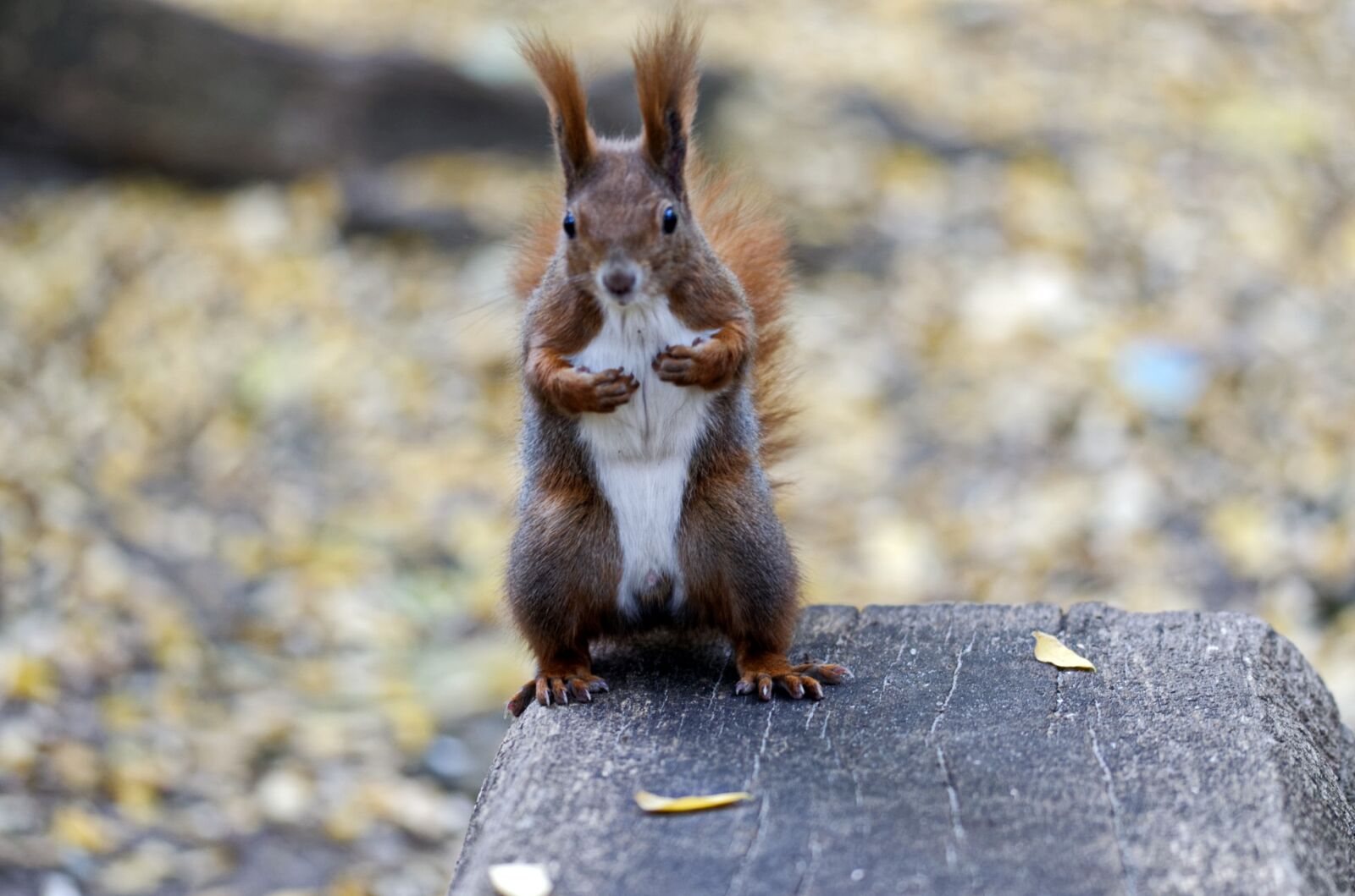 Nikon D5100 sample photo. Squirrel, sitting, bank photography