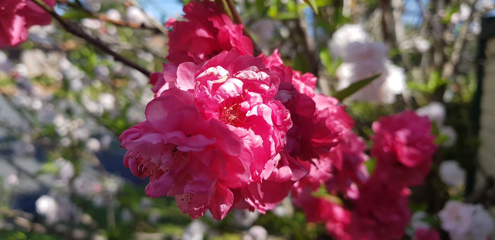 Samsung SM-G955F sample photo. Spring, flowers, bloom photography