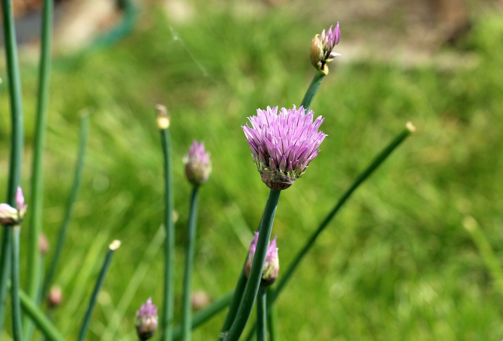 Canon EOS 1200D (EOS Rebel T5 / EOS Kiss X70 / EOS Hi) sample photo. Garlic chives, perennial, garden photography
