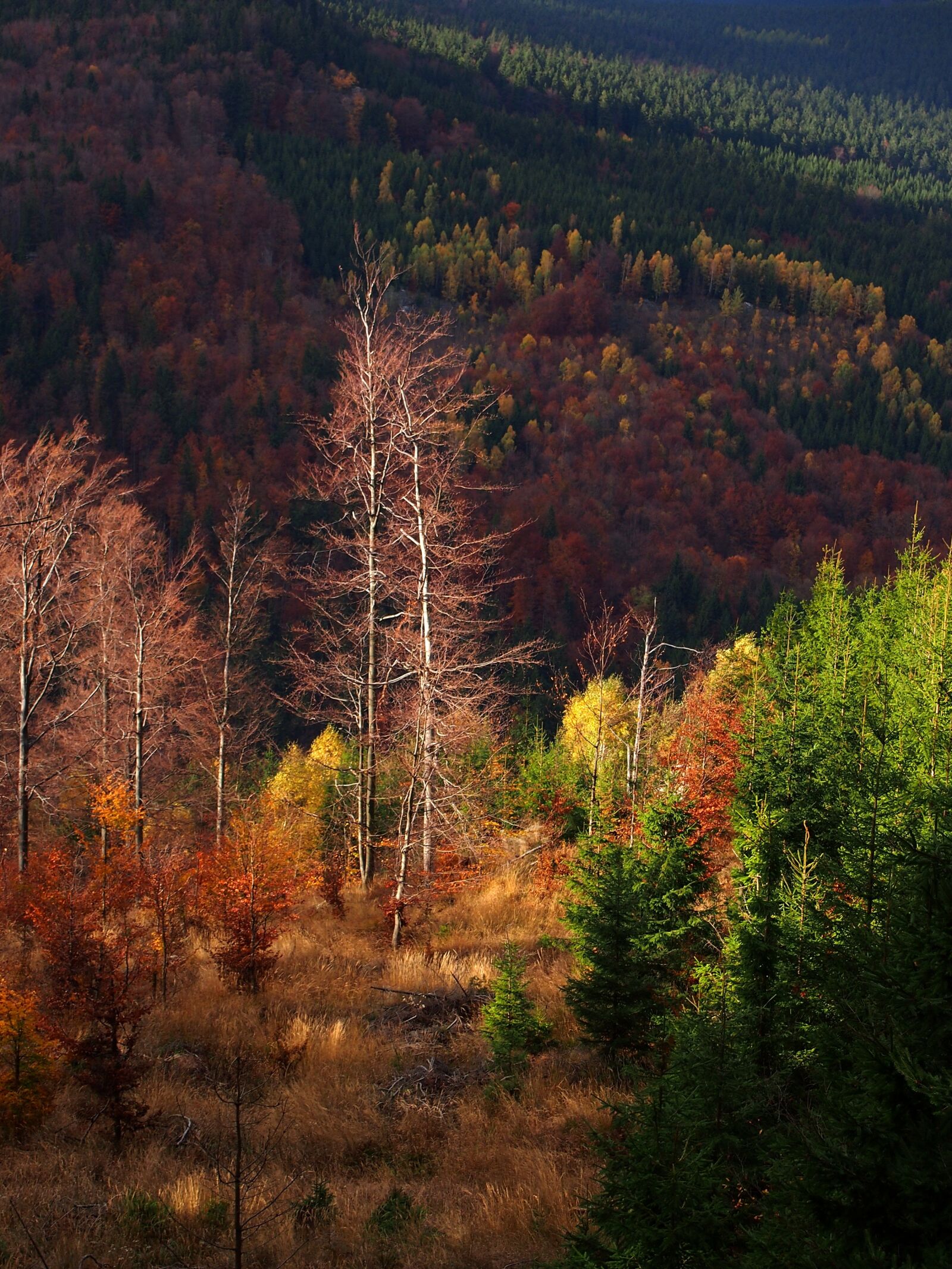 Olympus PEN E-PM1 sample photo. Trees, forest, autumn photography