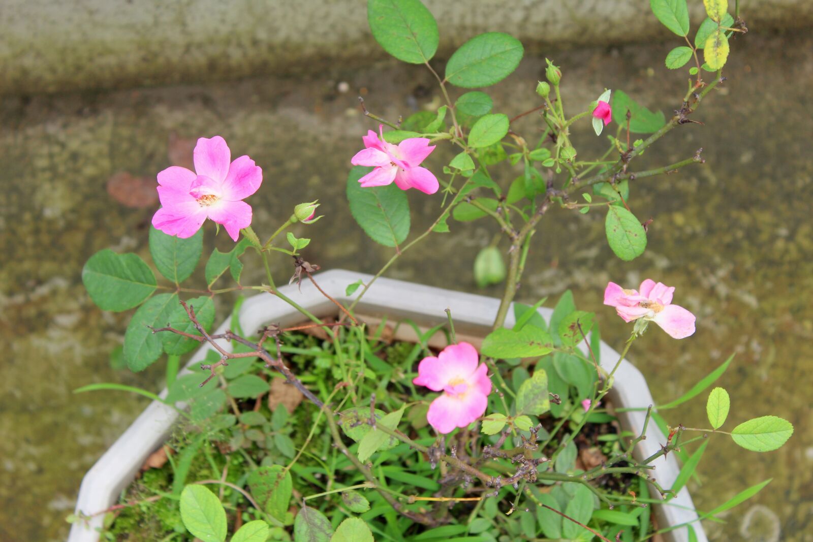 Canon EOS 1200D (EOS Rebel T5 / EOS Kiss X70 / EOS Hi) + Canon EF-S 18-55mm F3.5-5.6 IS II sample photo. Pink, flowers, nature photography