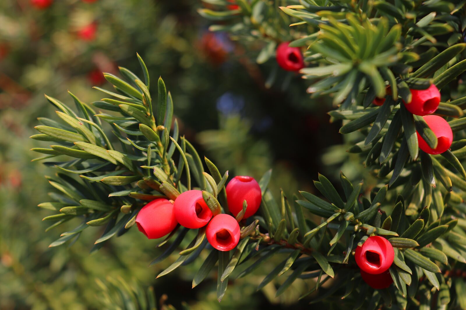 Canon EOS 800D (EOS Rebel T7i / EOS Kiss X9i) sample photo. Yew, fruit, red photography