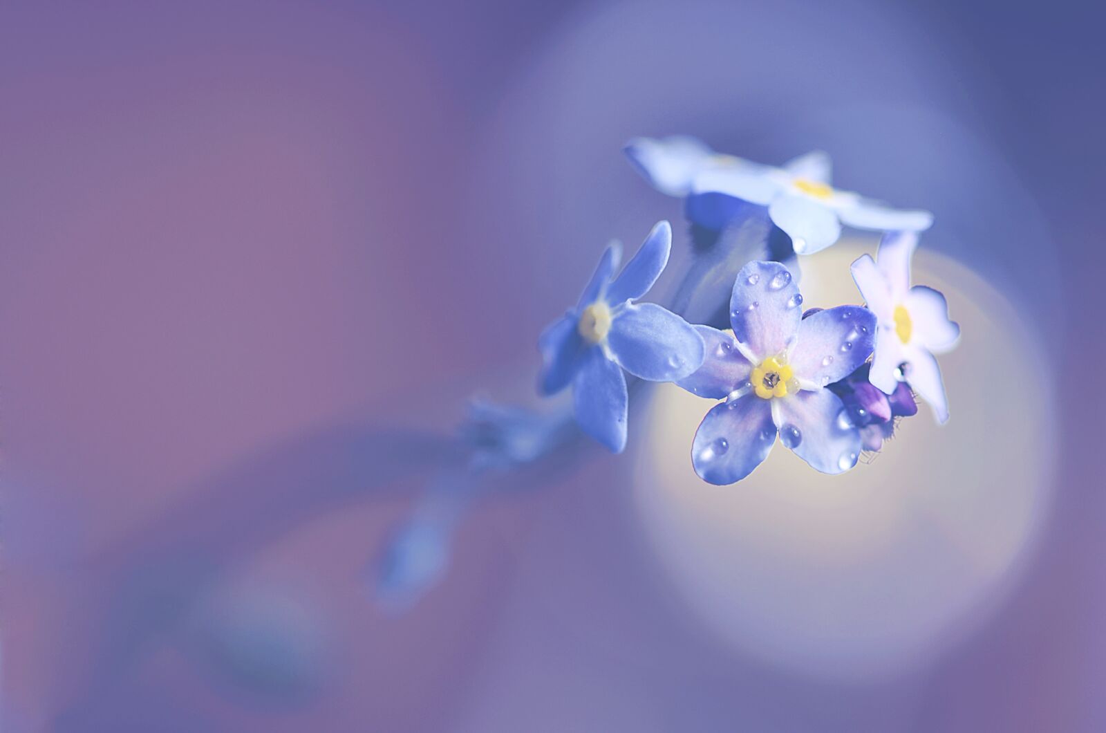 Nikon D5100 sample photo. Nature, flower, forget-me-not photography