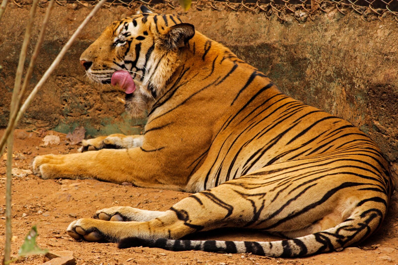 Canon EOS 700D (EOS Rebel T5i / EOS Kiss X7i) sample photo. Mammal, tiger, wildlife photography
