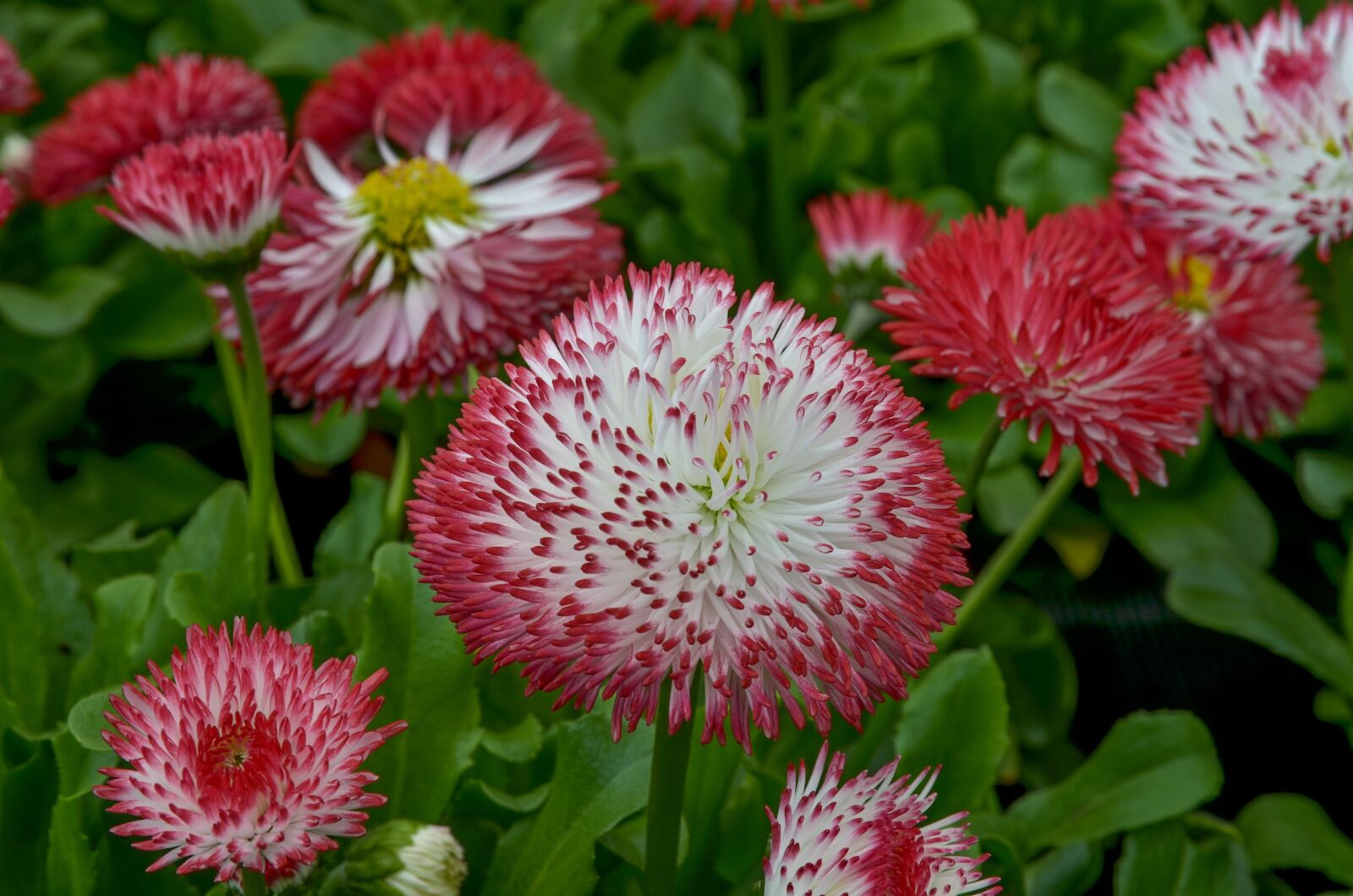 Nikon D7000 sample photo. Bellis, flower, colorful photography