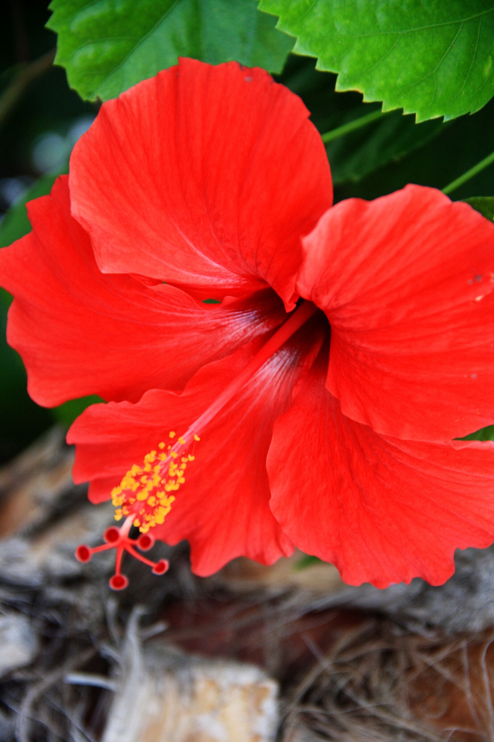 Canon EOS 1000D (EOS Digital Rebel XS / EOS Kiss F) sample photo. Flower, beautiful flower, rose photography