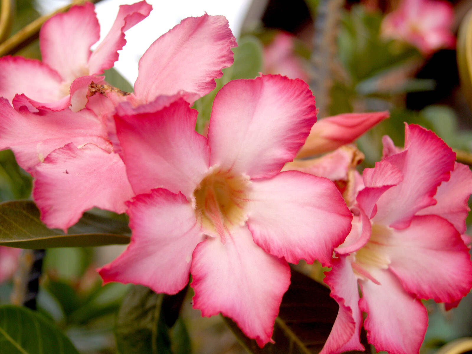 Olympus E-300 (EVOLT E-300) sample photo. Abstract, beautiful, bloom, blooming photography