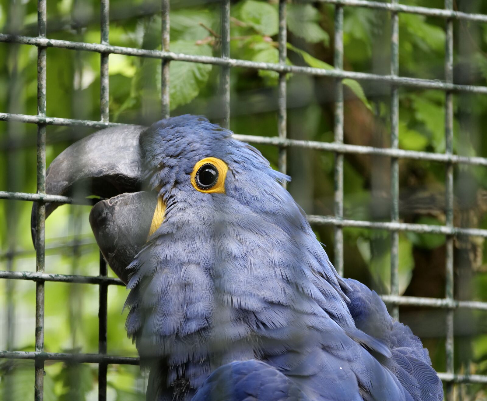 Panasonic Lumix DC-G9 sample photo. Ara, bird, parrot photography