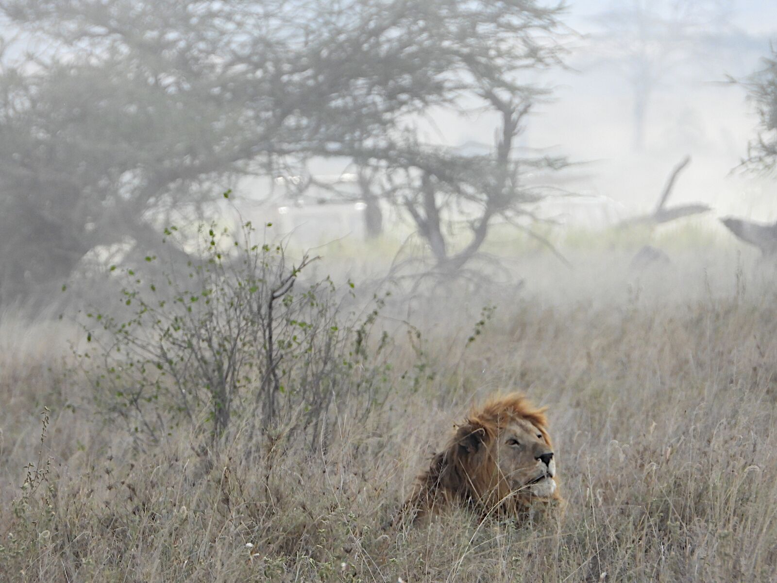Nikon Coolpix P1000 sample photo. Lion, serengeti, africa photography
