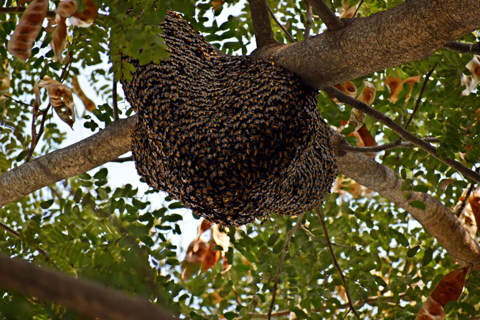 Nikon D3300 sample photo. Beehive, honeycomb, honey photography