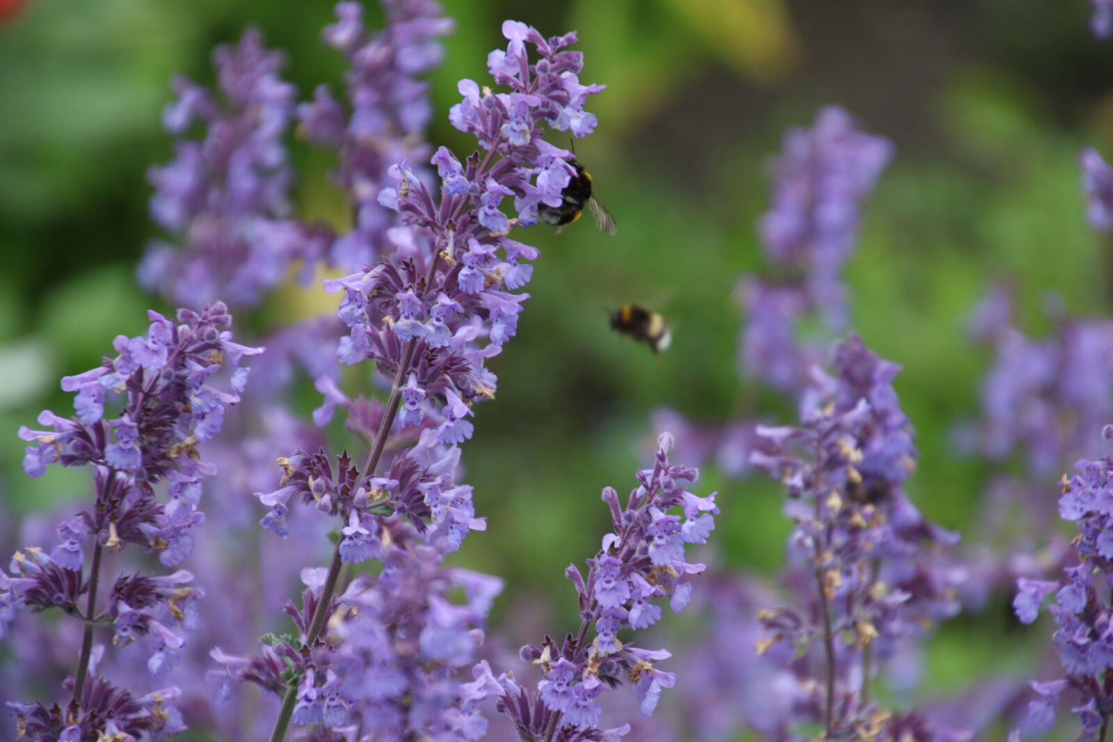 Canon EOS 7D Mark II sample photo. Bees, flower, bed, fly photography