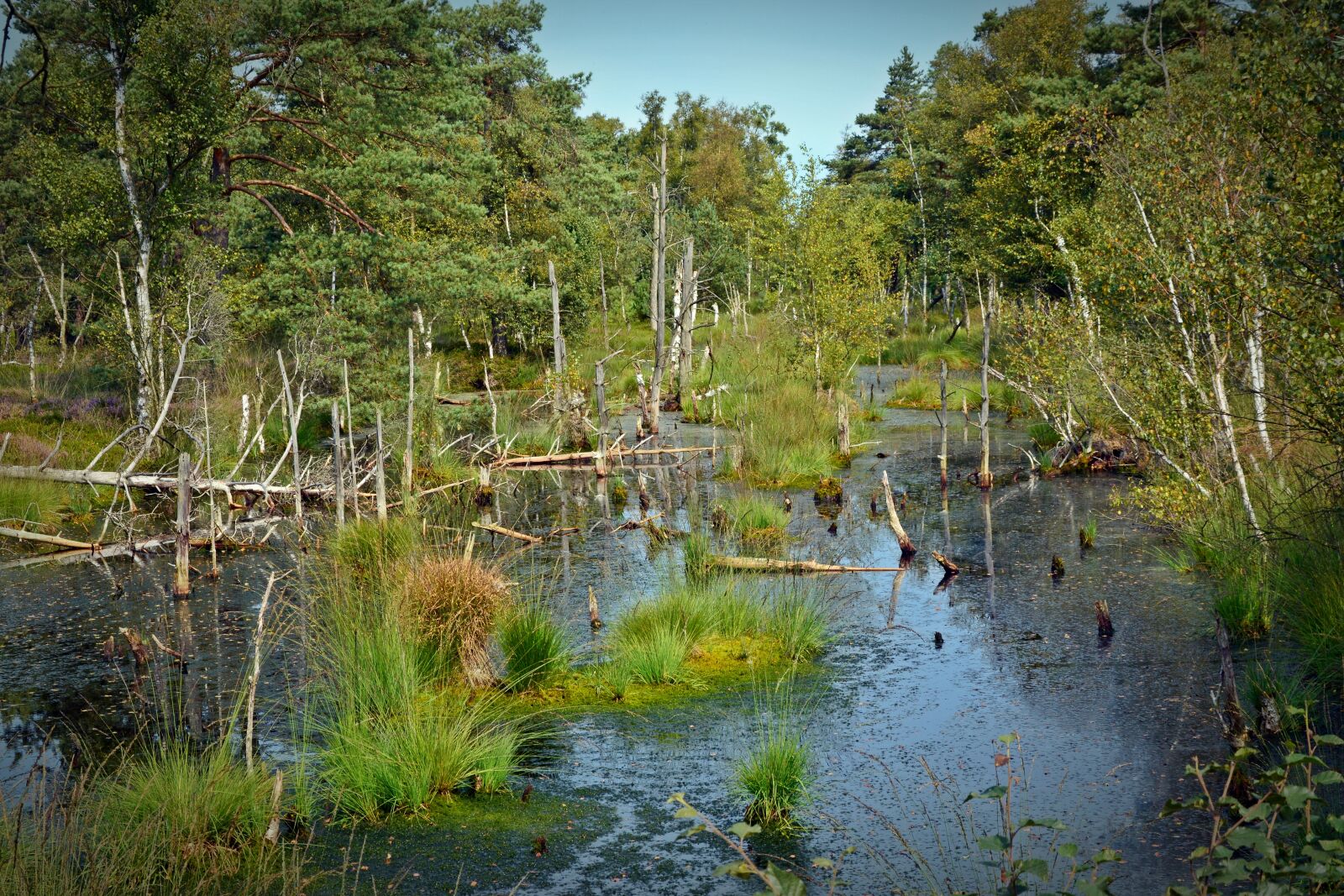 Nikon D5200 sample photo. Moor, mirroring, water photography