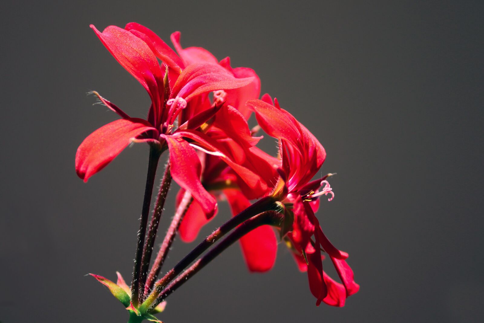 Canon EOS 200D (EOS Rebel SL2 / EOS Kiss X9) sample photo. Geranium, blossom, bloom photography