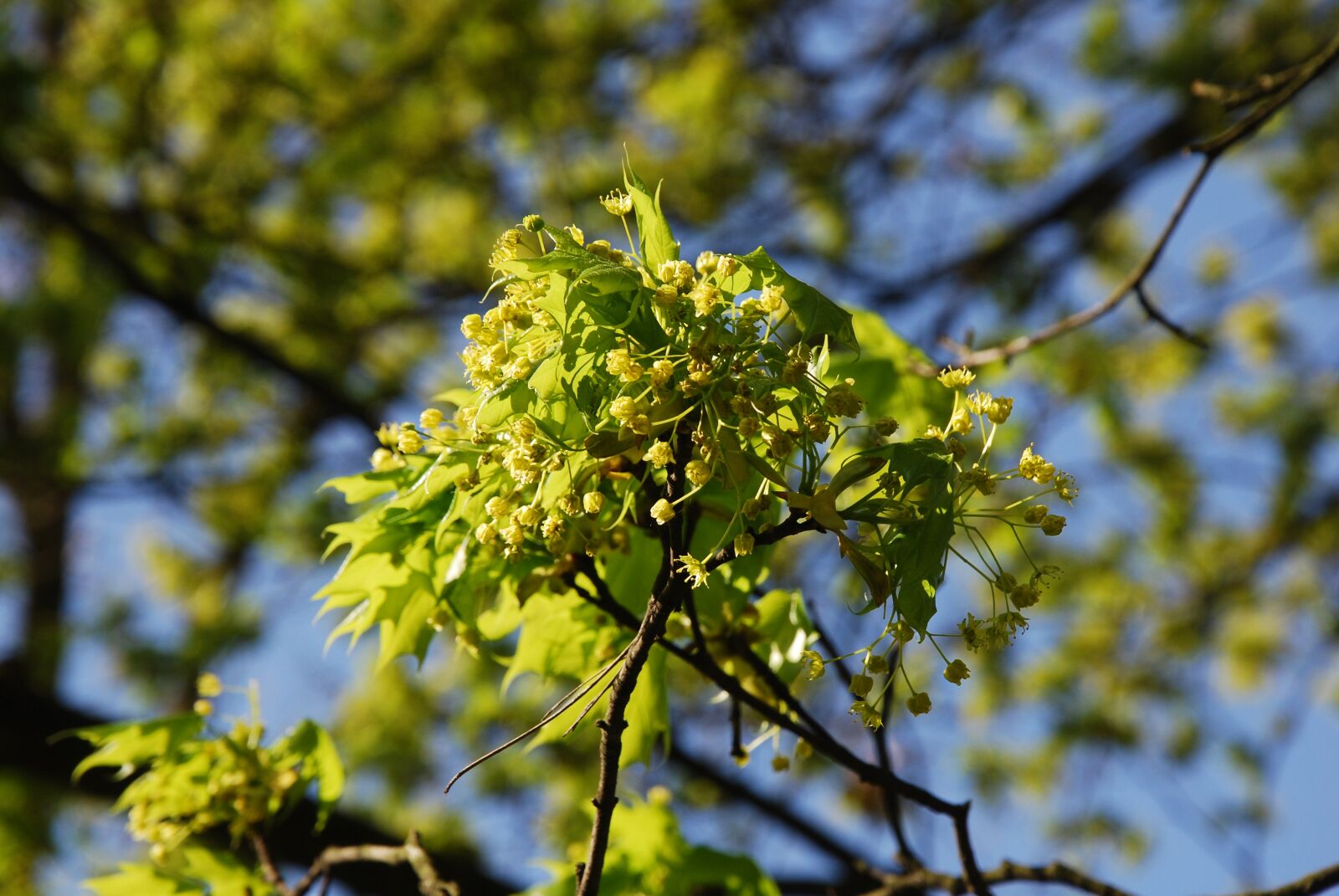 Nikon D80 sample photo. Spring, tree, sprig photography