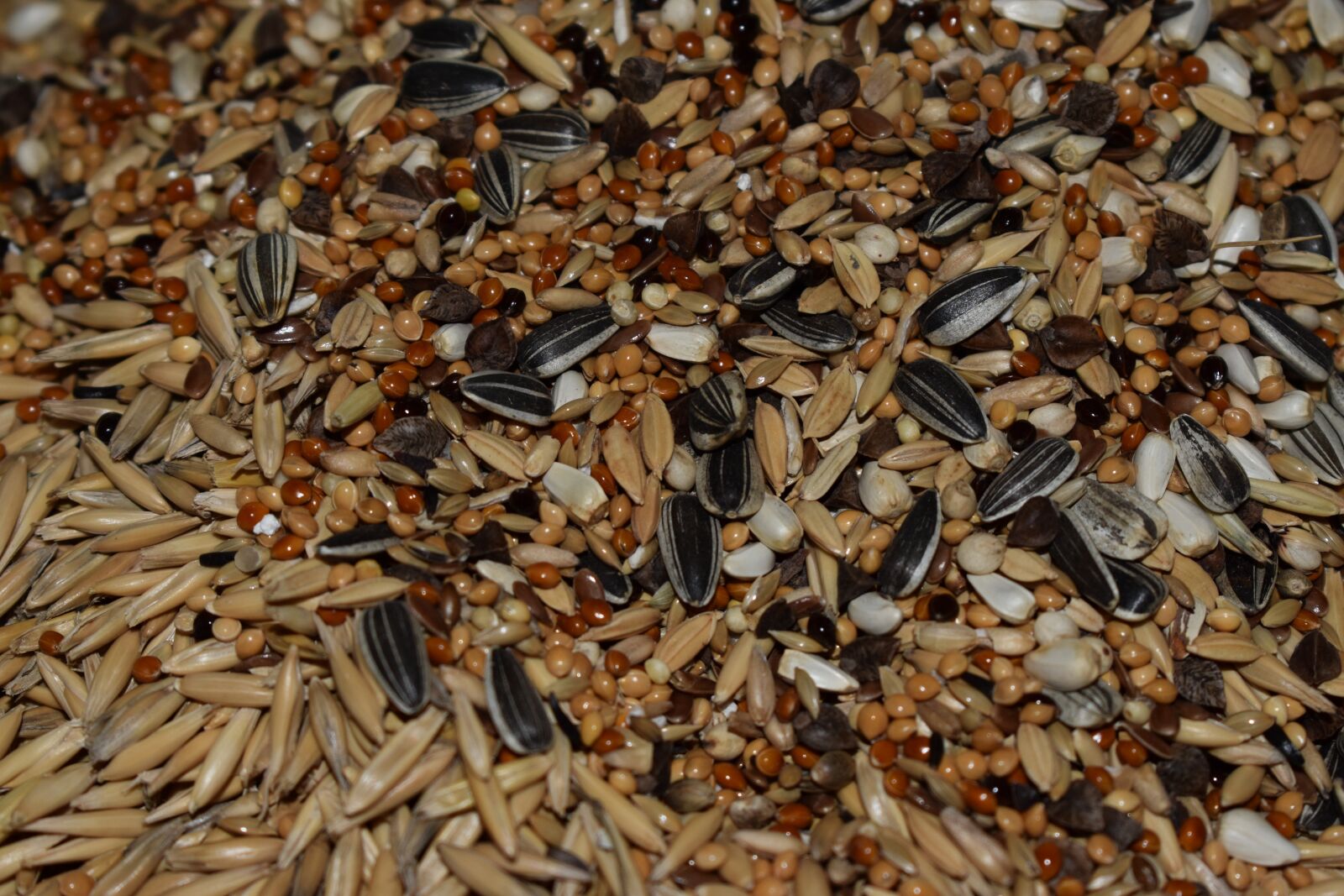 Nikon D3500 sample photo. Seeds, krupa, contrast photography