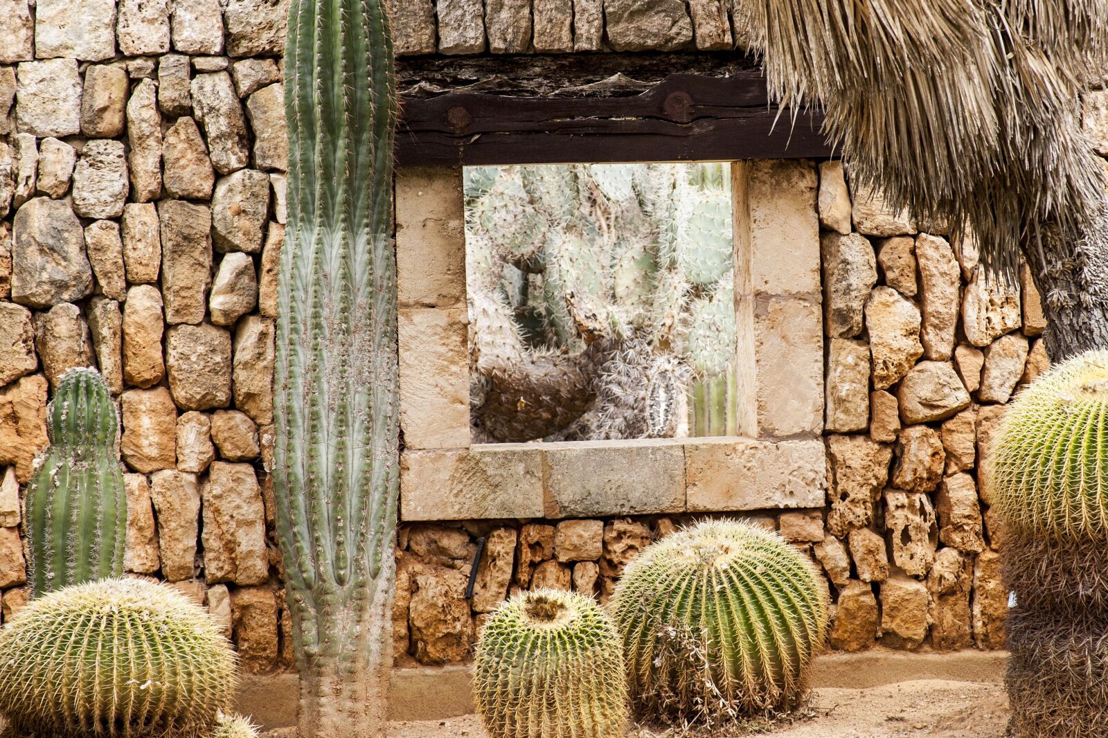 Canon EOS 5D + Canon EF 28-135mm F3.5-5.6 IS USM sample photo. Drywall, window, cactus photography