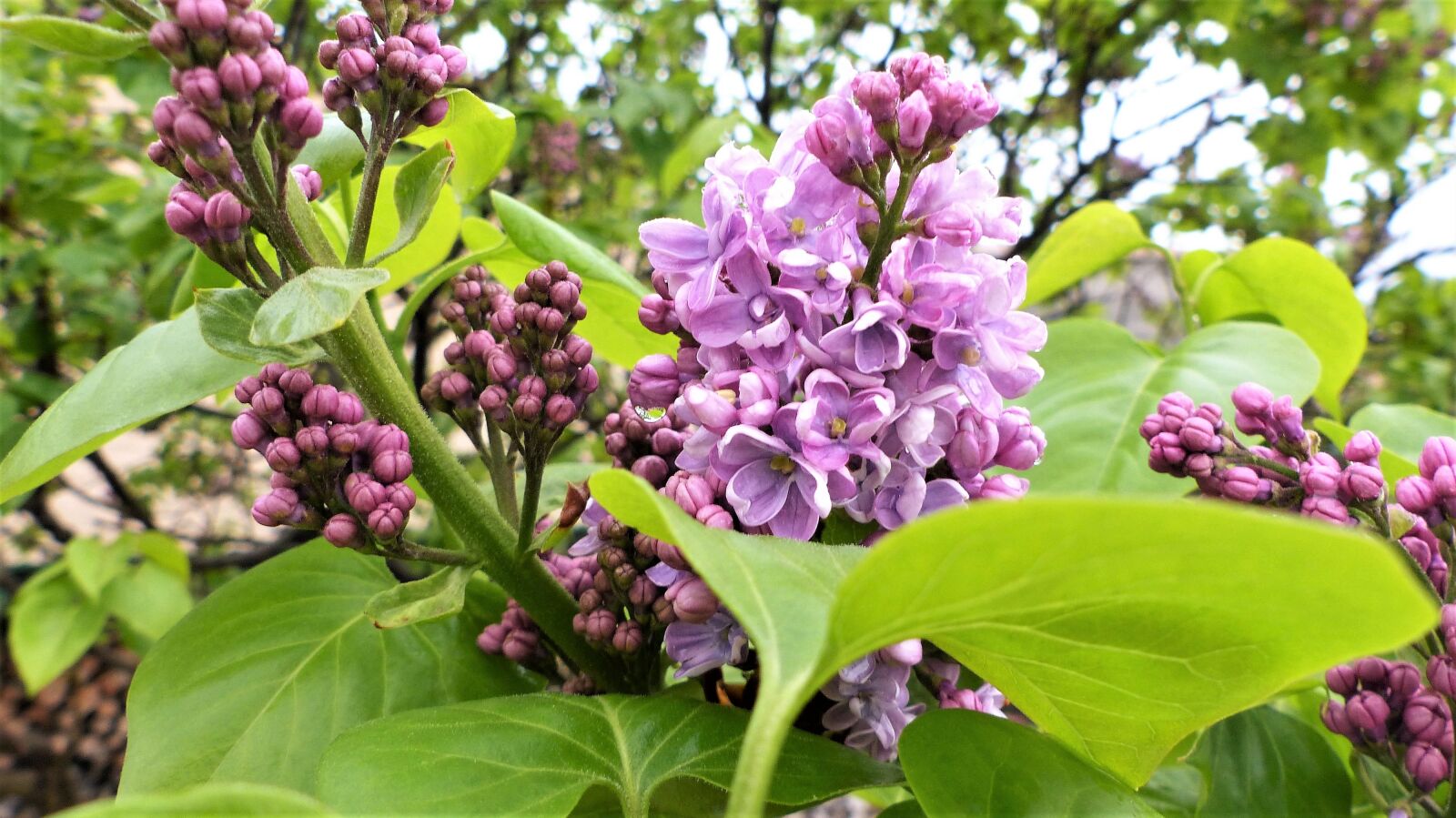 Panasonic Lumix DMC-FZ200 sample photo. Flower, nature, plant photography