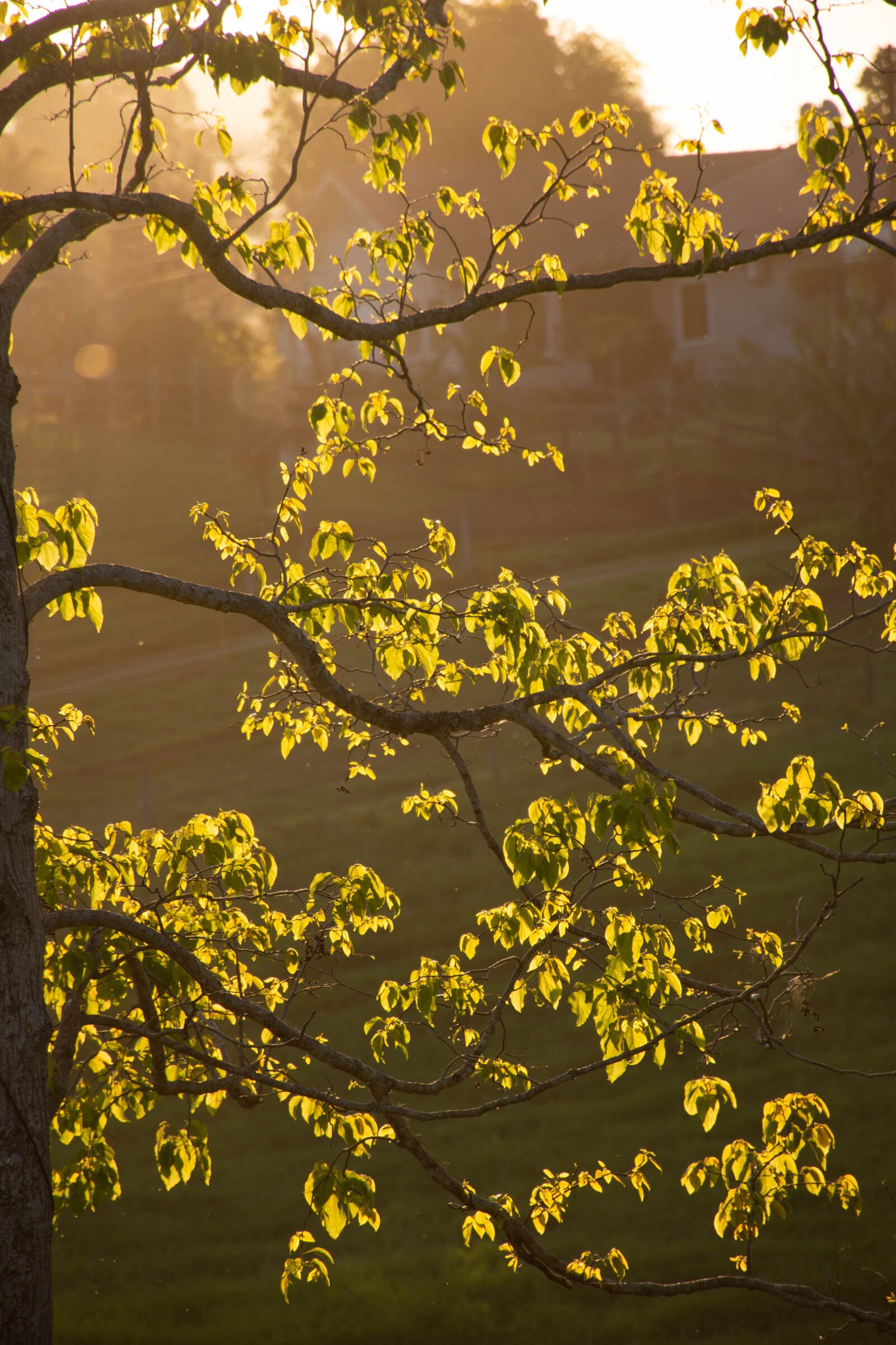 Nikon D7200 sample photo. Tree, branches, leaves photography