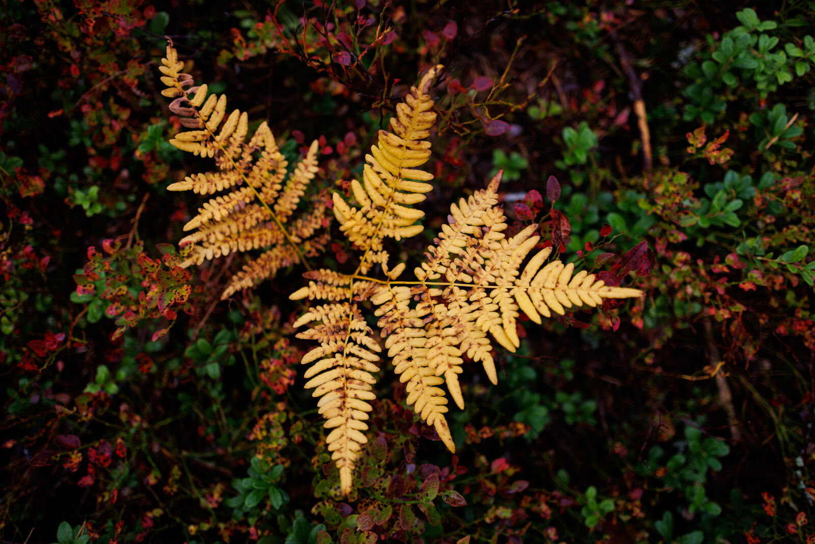 Canon RF 24mm F1.8 Macro IS STM sample photo. Autumn fern photography