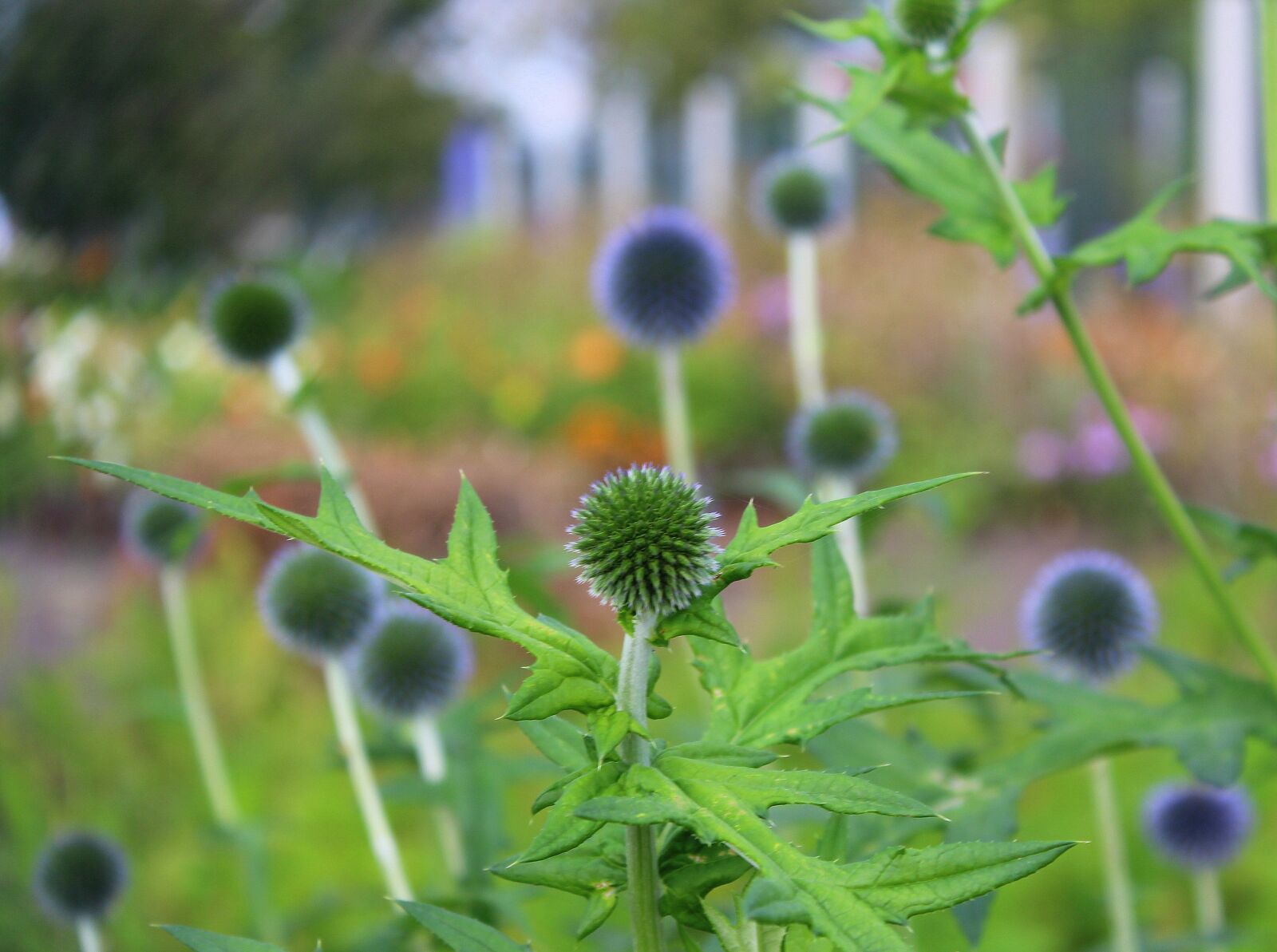 Canon EOS 1200D (EOS Rebel T5 / EOS Kiss X70 / EOS Hi) sample photo. Milk thistle is rich photography