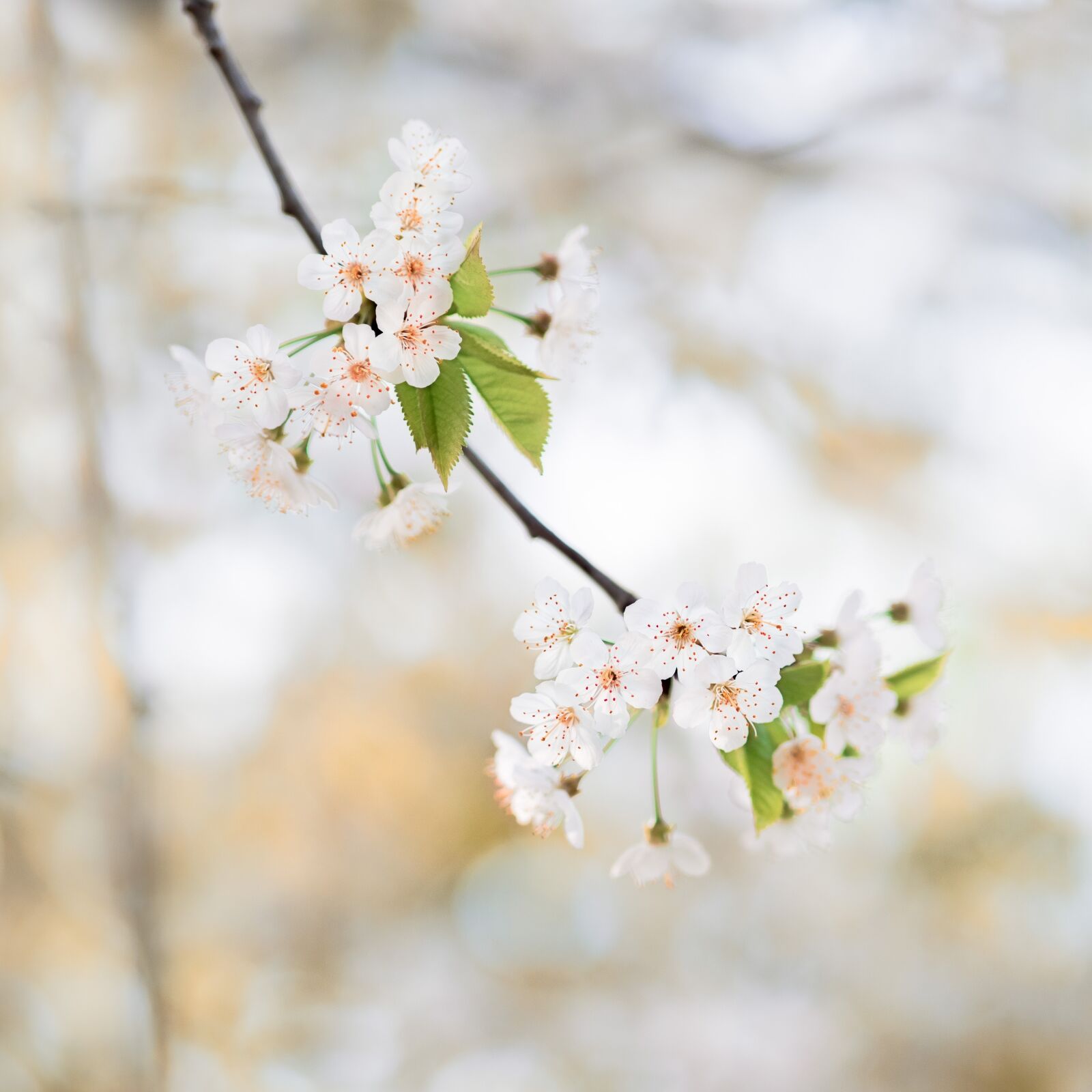 Olympus M.Zuiko Digital ED 45mm F1.2 Pro sample photo. Nature, cherry wood, flower photography