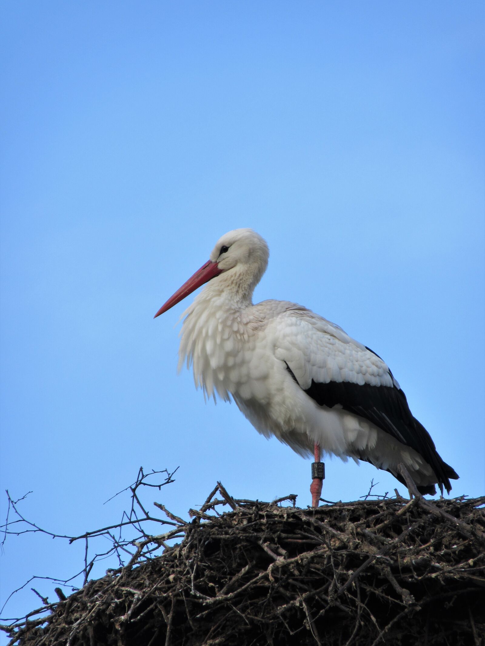 Canon PowerShot SX610 HS sample photo. Stork, bird, nest photography