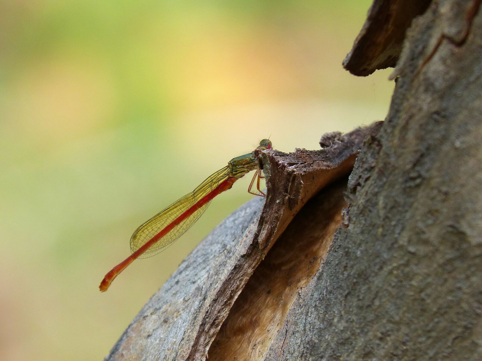 Panasonic DMC-FZ62 sample photo. Dragonfly, red dragonfly, beauty photography