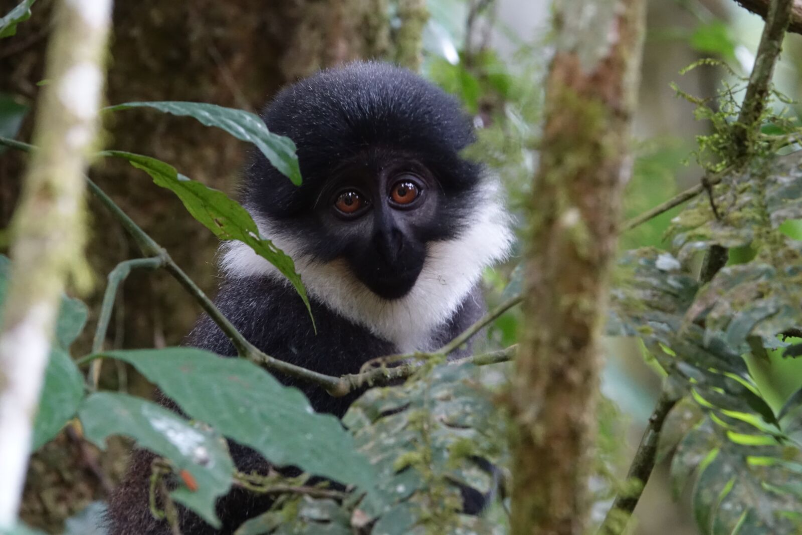 Sony Cyber-shot DSC-RX10 III sample photo. Monkey, primate, nature photography