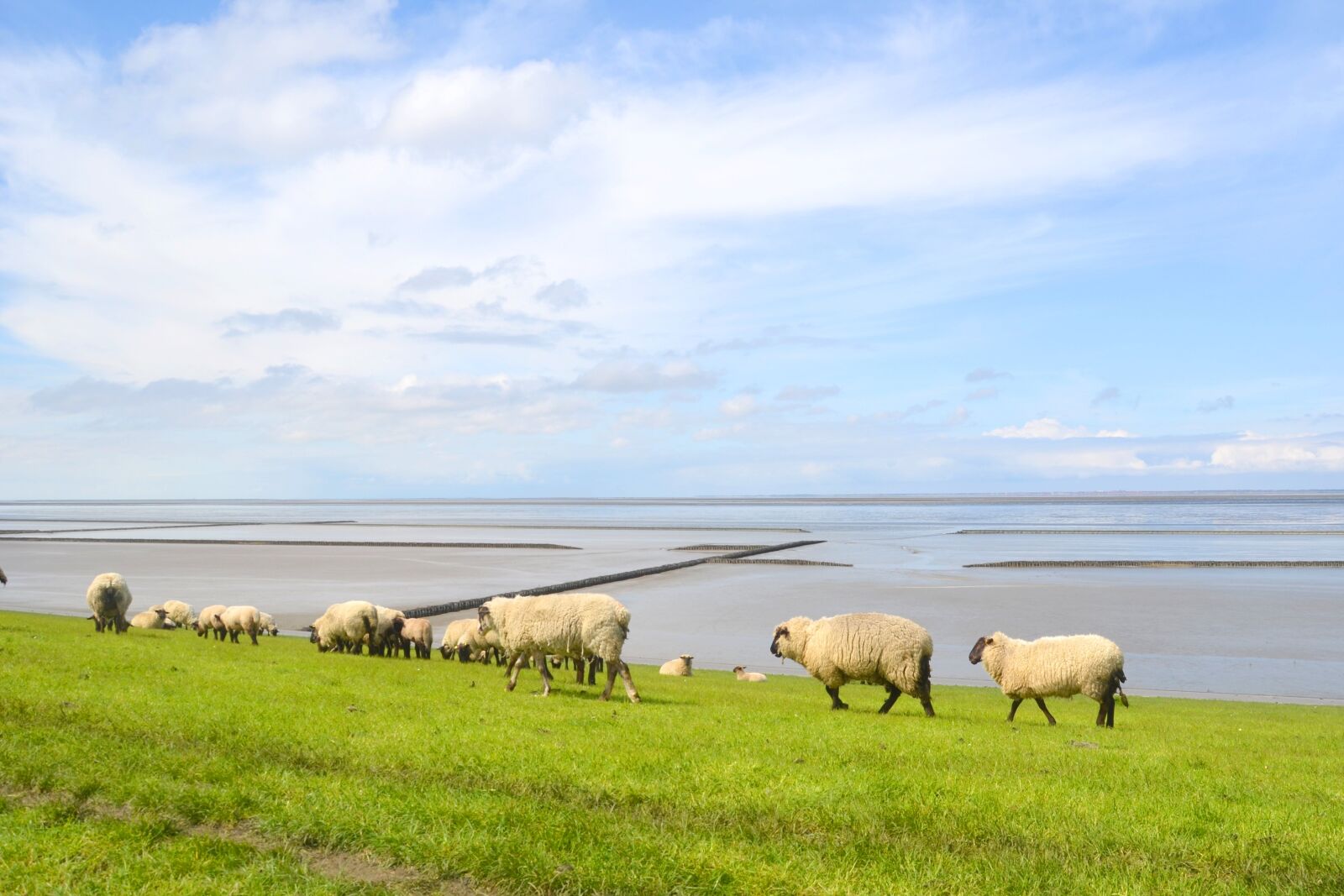 Nikon D5100 sample photo. Sheep, flock, flock of photography