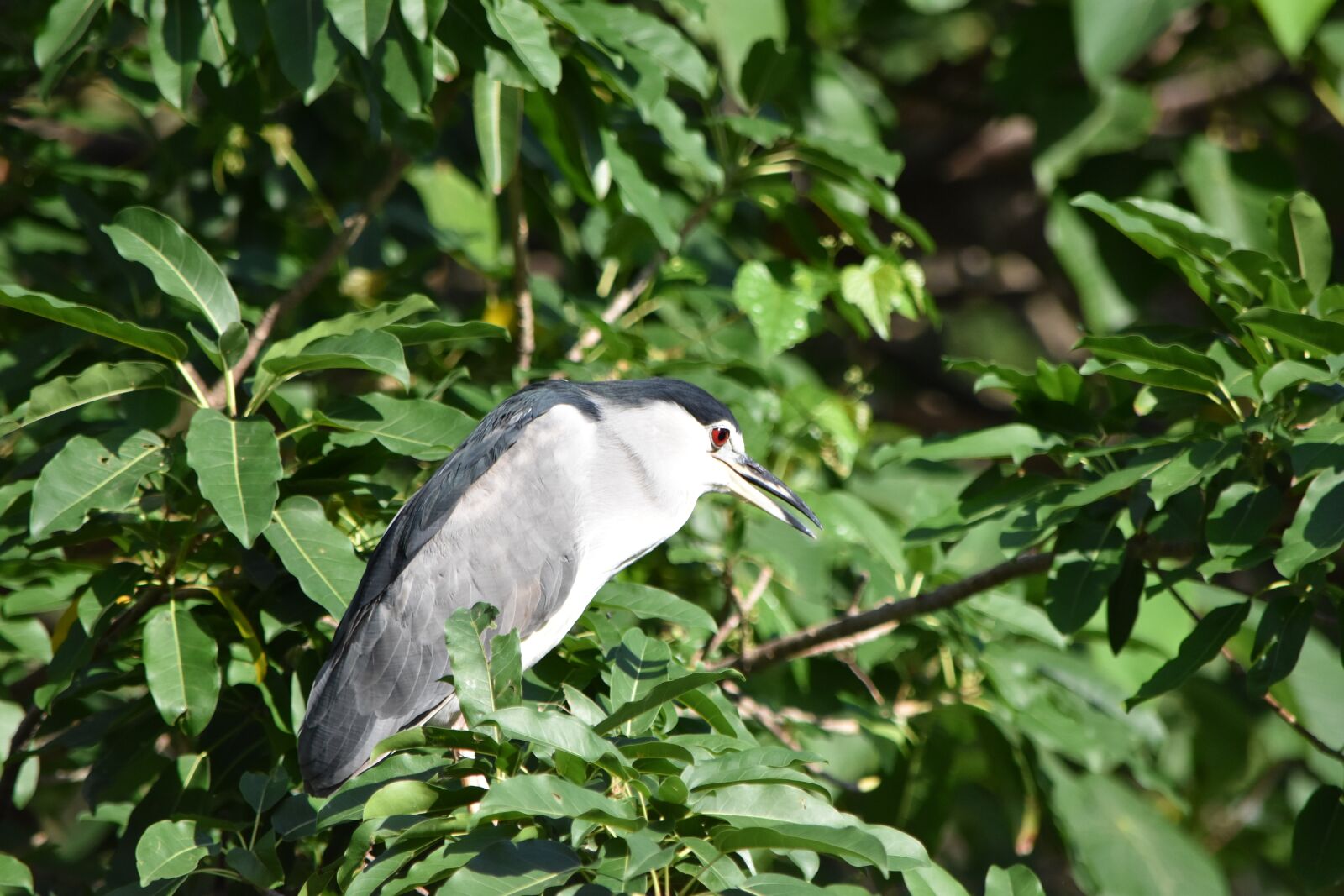Nikon D5500 sample photo. Night heron, bird, nature photography