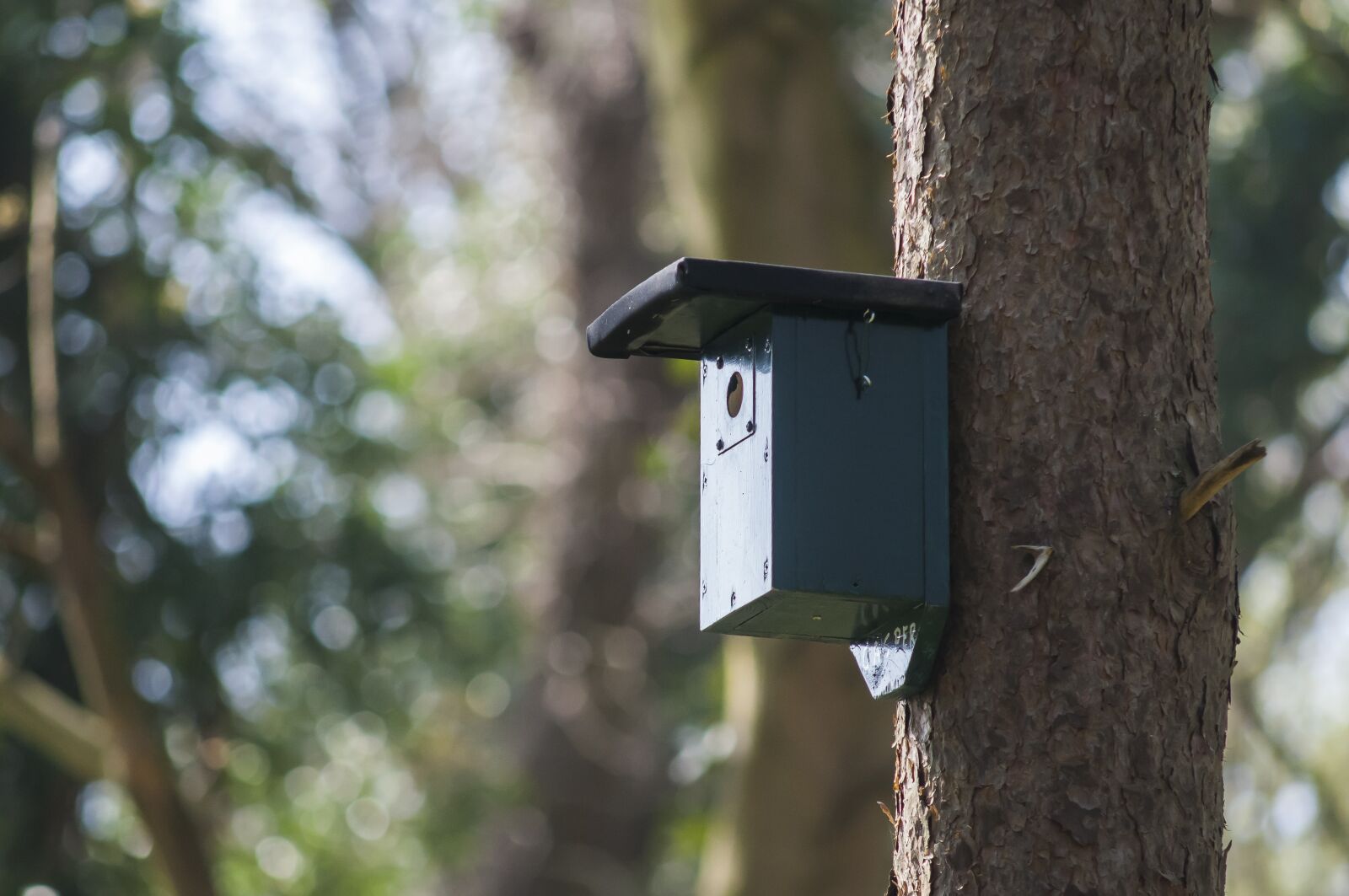 Nikon D300 sample photo. Nest box, birdhouse, forest photography