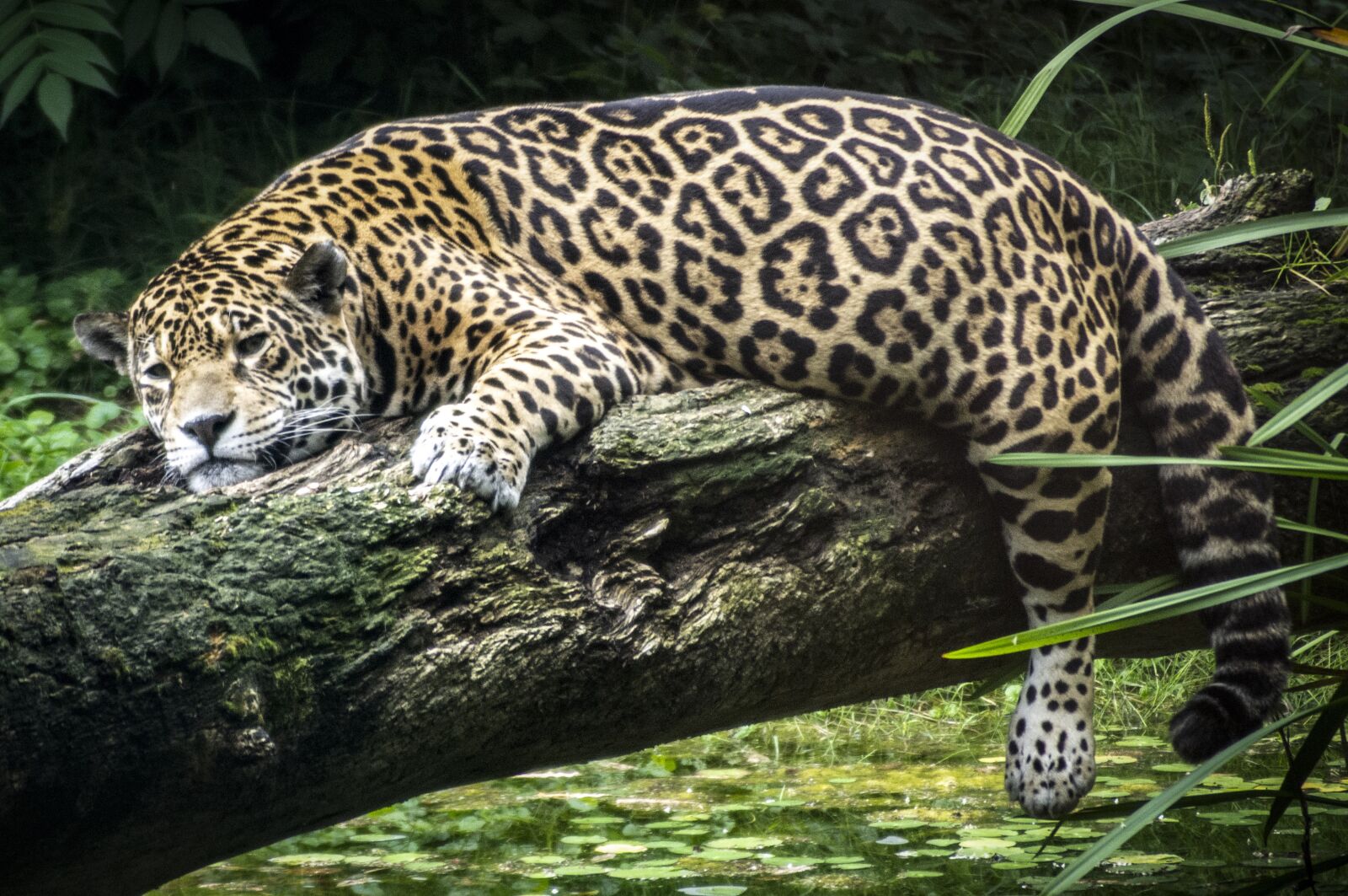 Pentax K-r + smc PENTAX-F 70-210mm F4-5.6 sample photo. Panther, animal, leopard photography