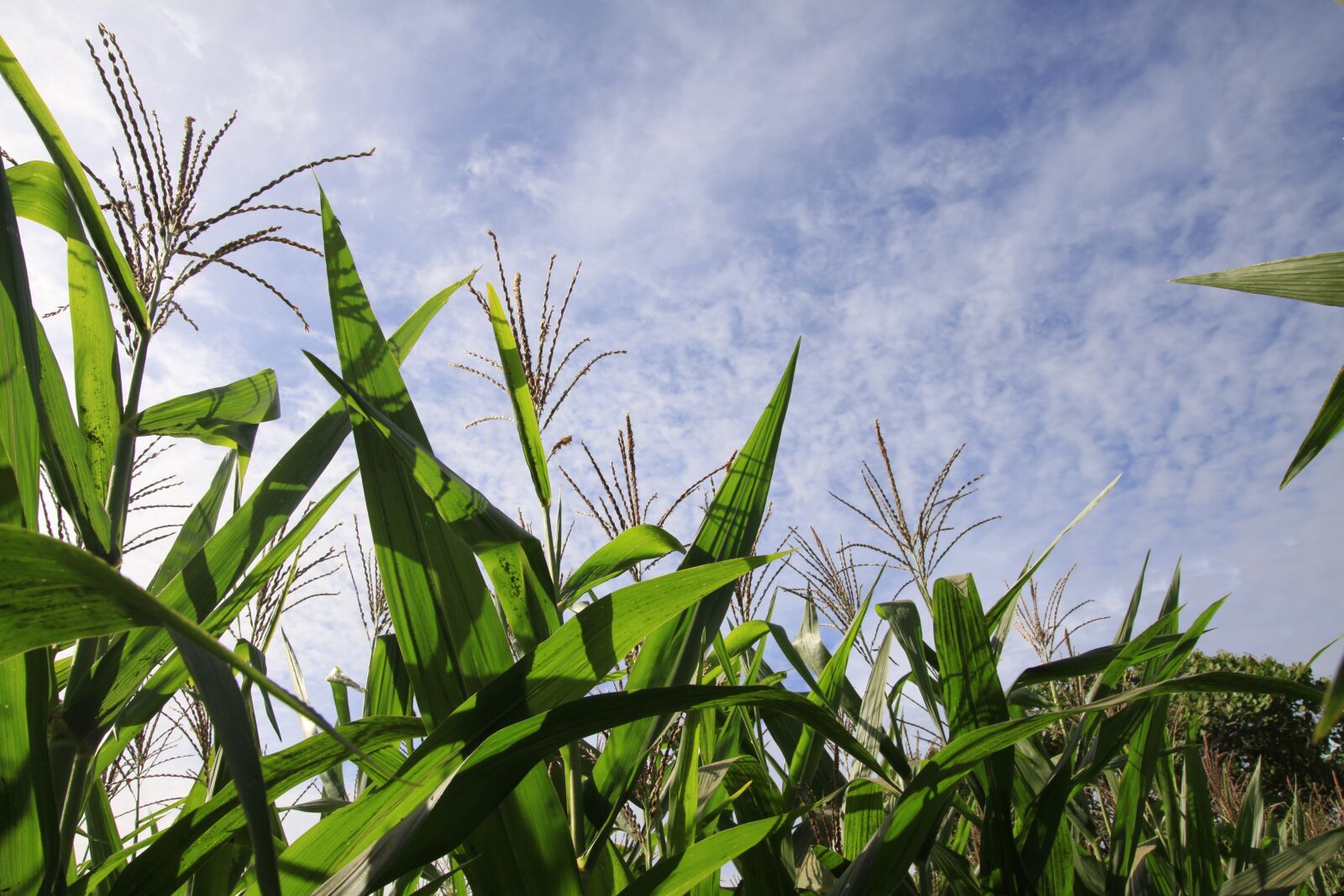 Canon EOS 50D sample photo. Corn, leaves, agriculture photography