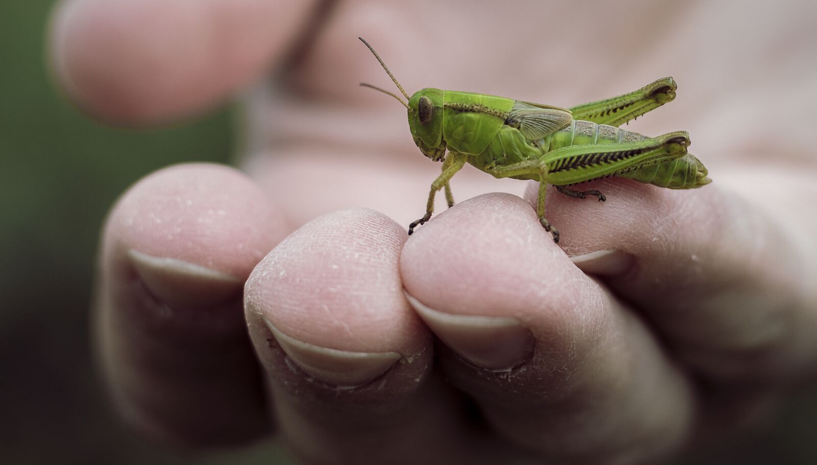 Canon EOS 700D (EOS Rebel T5i / EOS Kiss X7i) + Canon EF 50mm F1.8 STM sample photo. Grasshopper, green, hand, insect photography